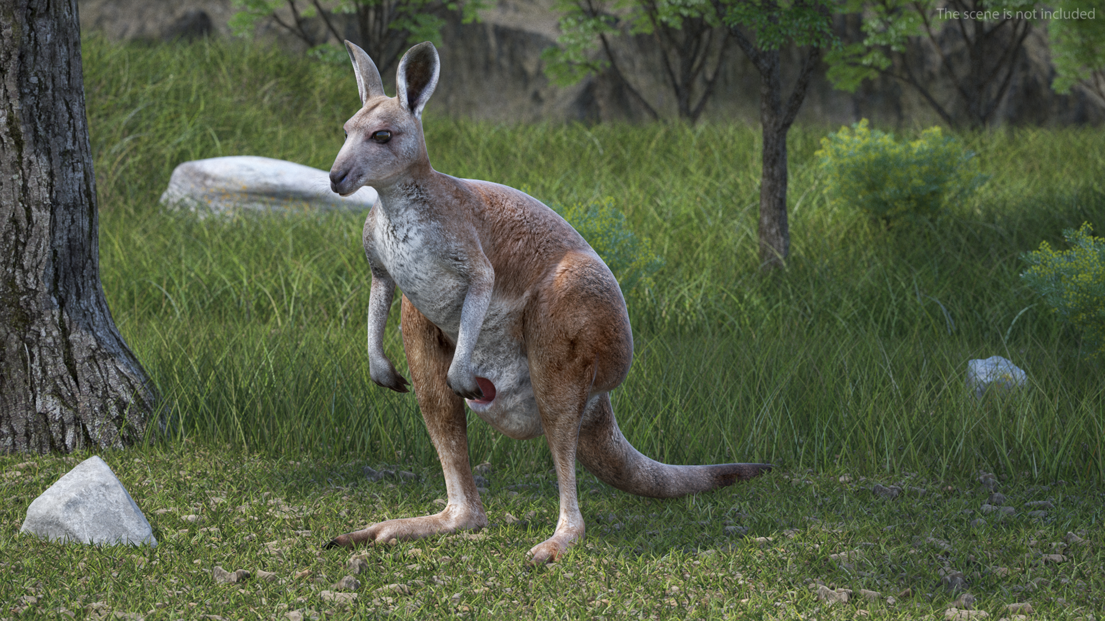 Female Kangaroo Rigged 3D