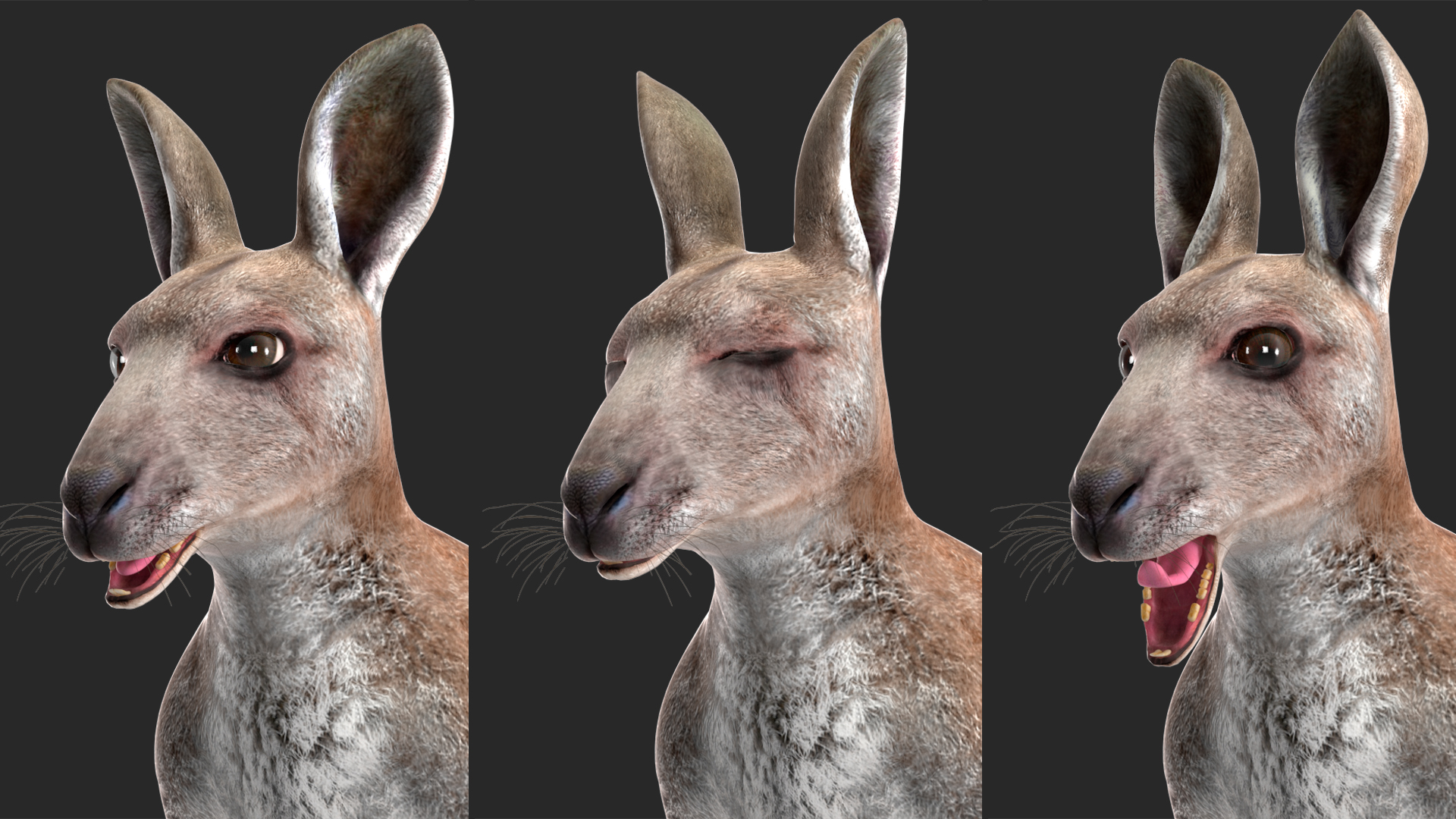 Female Kangaroo Rigged 3D