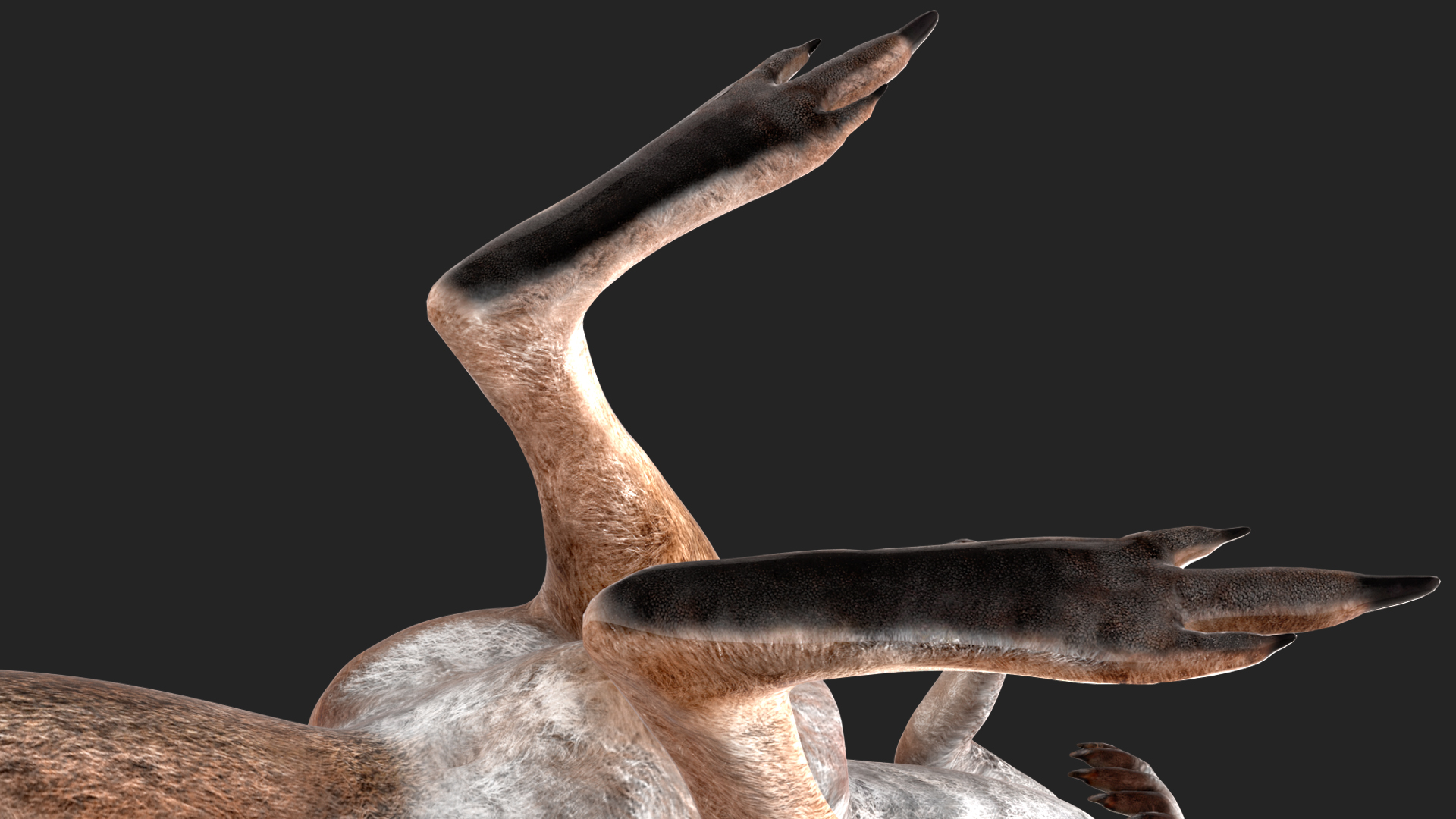 Female Kangaroo Rigged 3D