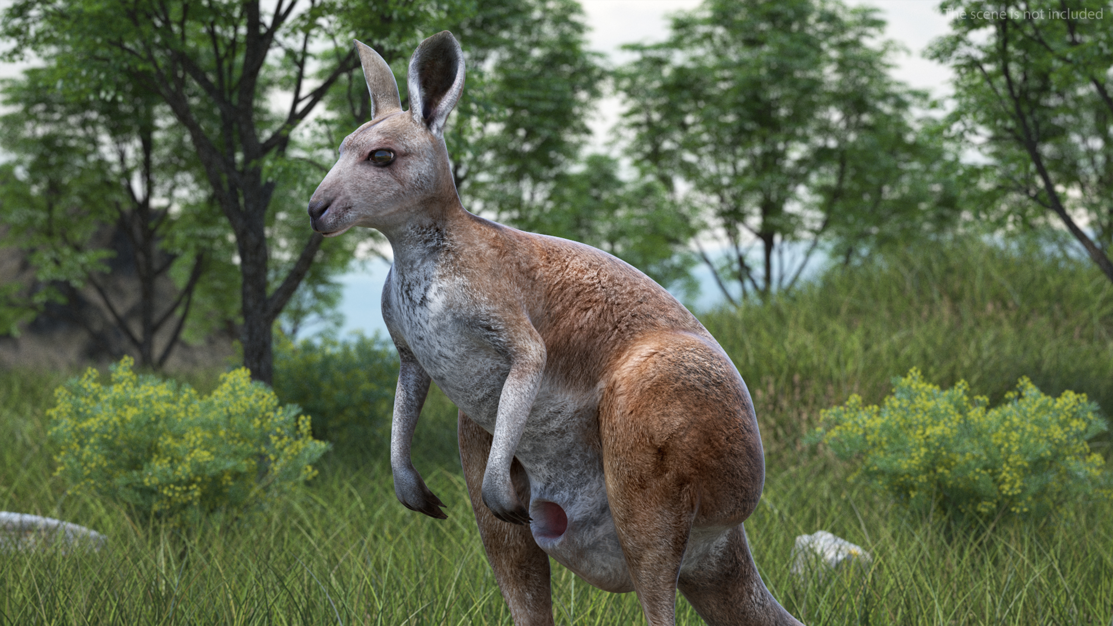 Female Kangaroo Rigged 3D