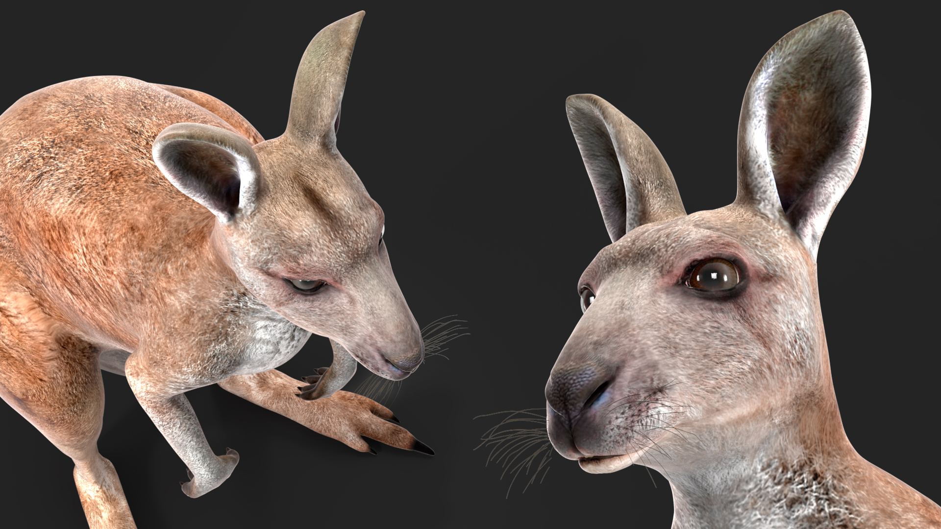 Female Kangaroo Rigged 3D