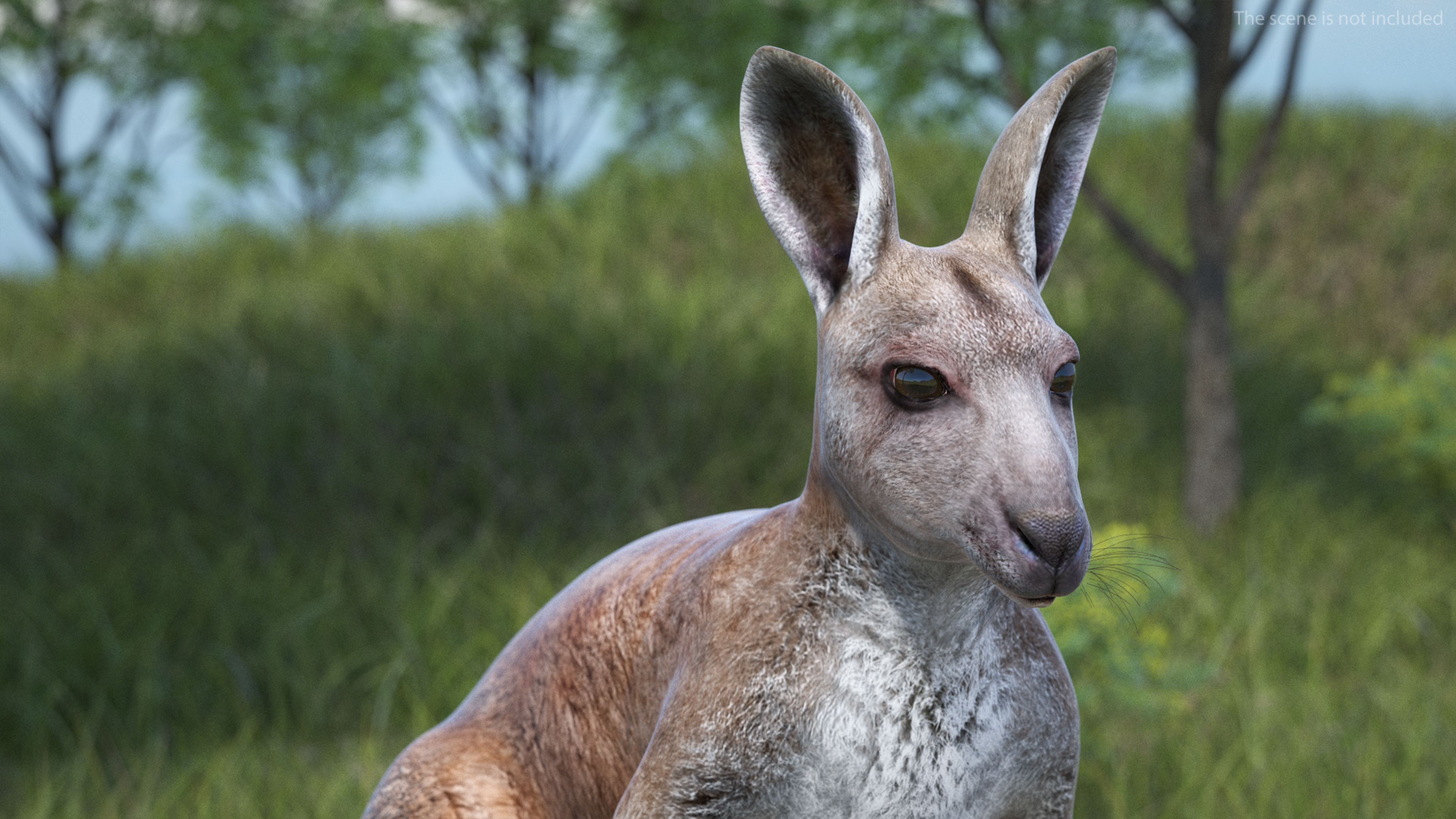 Female Kangaroo Rigged 3D
