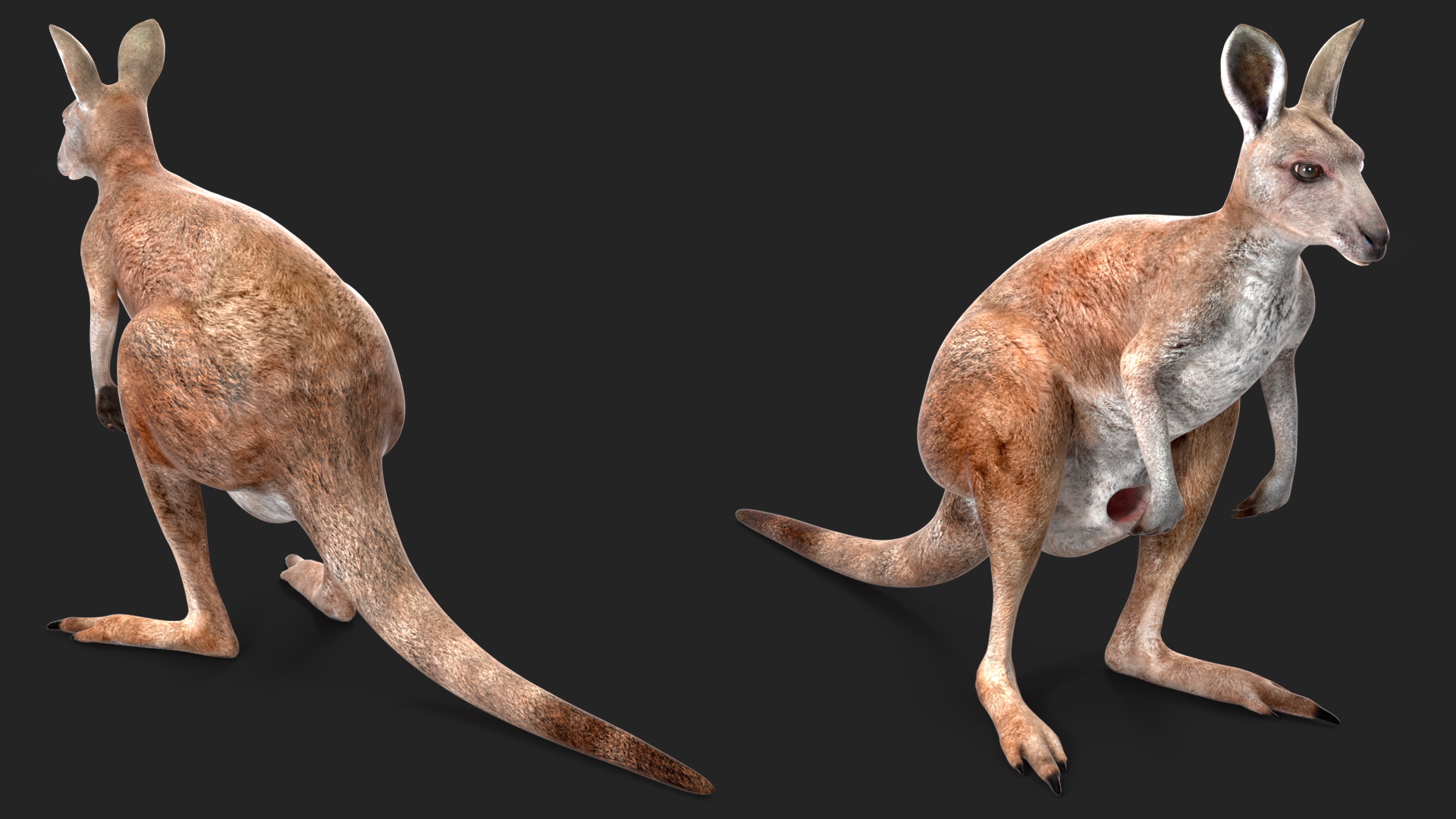 Female Kangaroo Rigged 3D