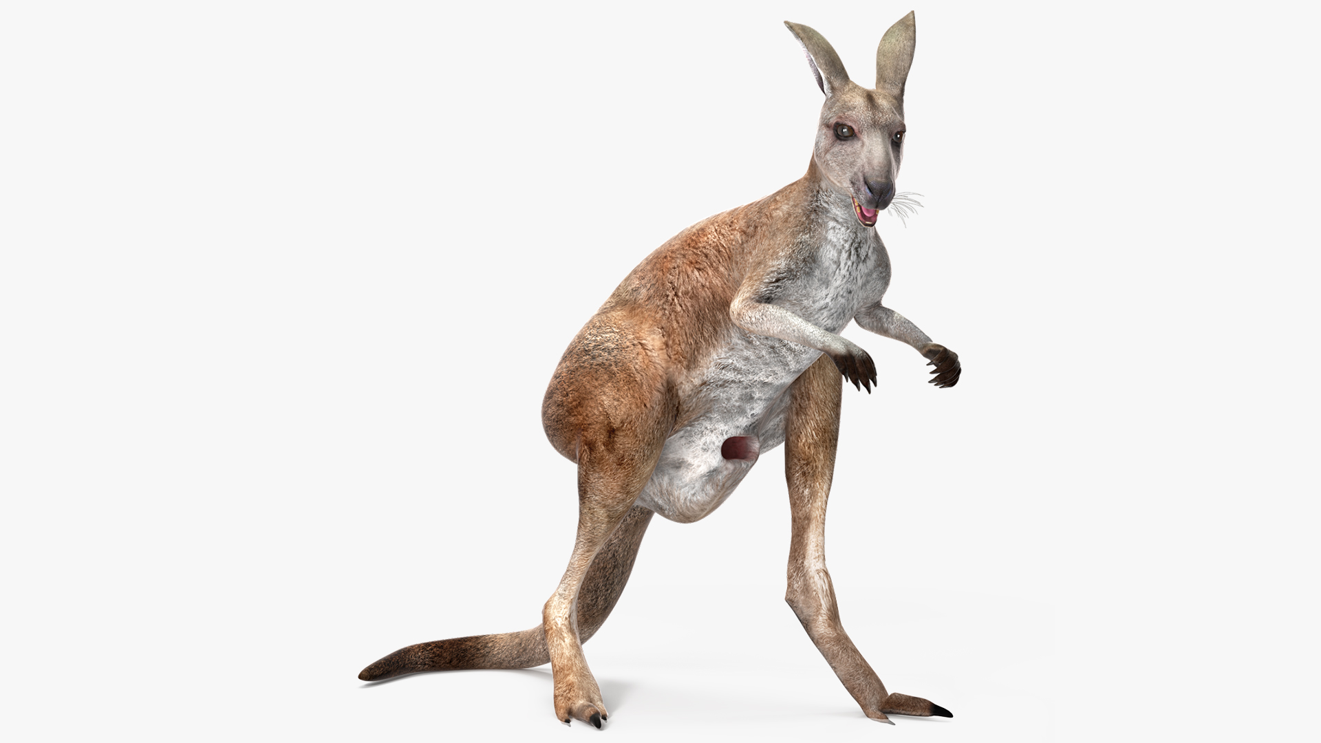 Female Kangaroo Rigged 3D