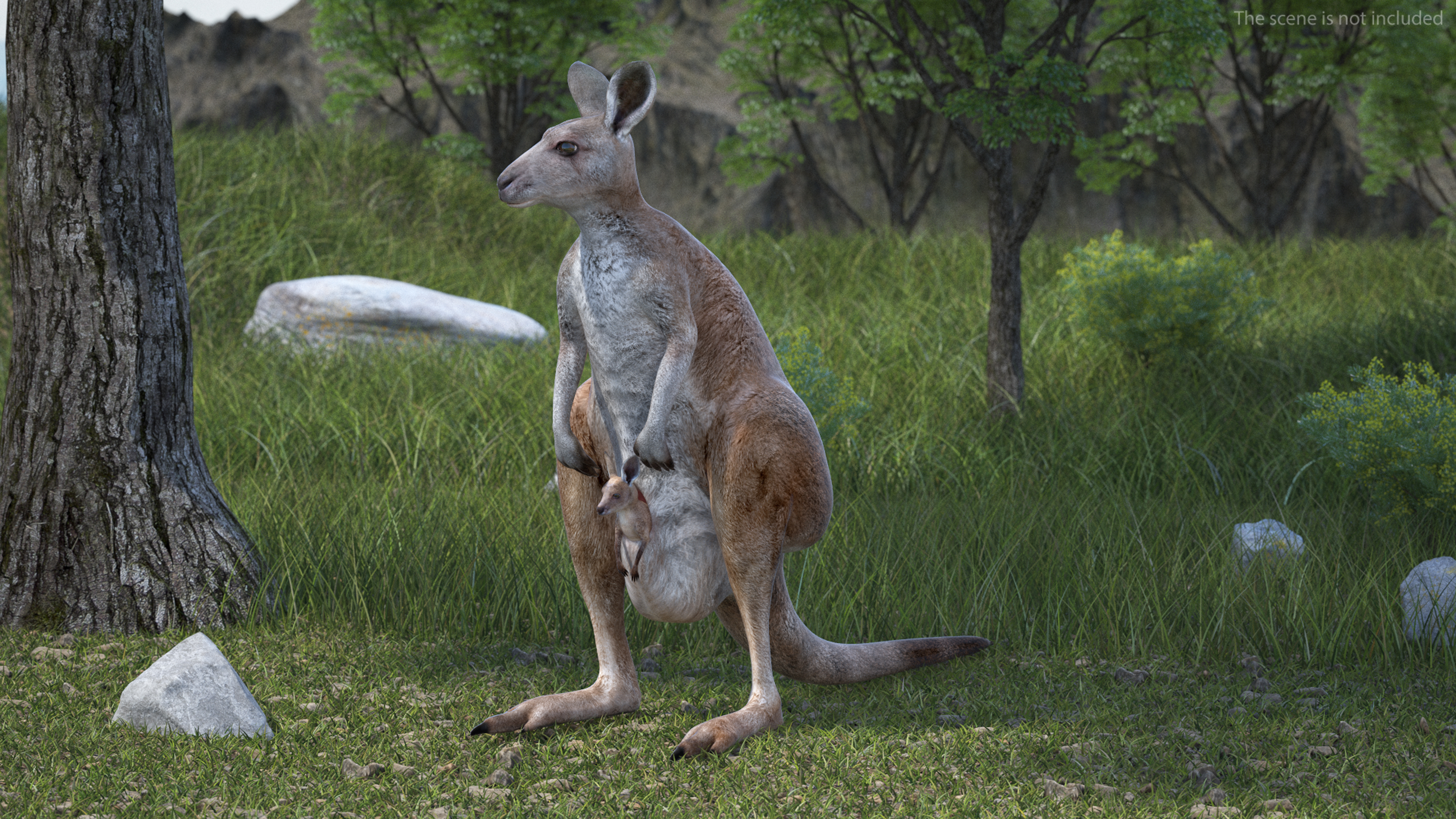 Female Kangaroo Rigged 3D