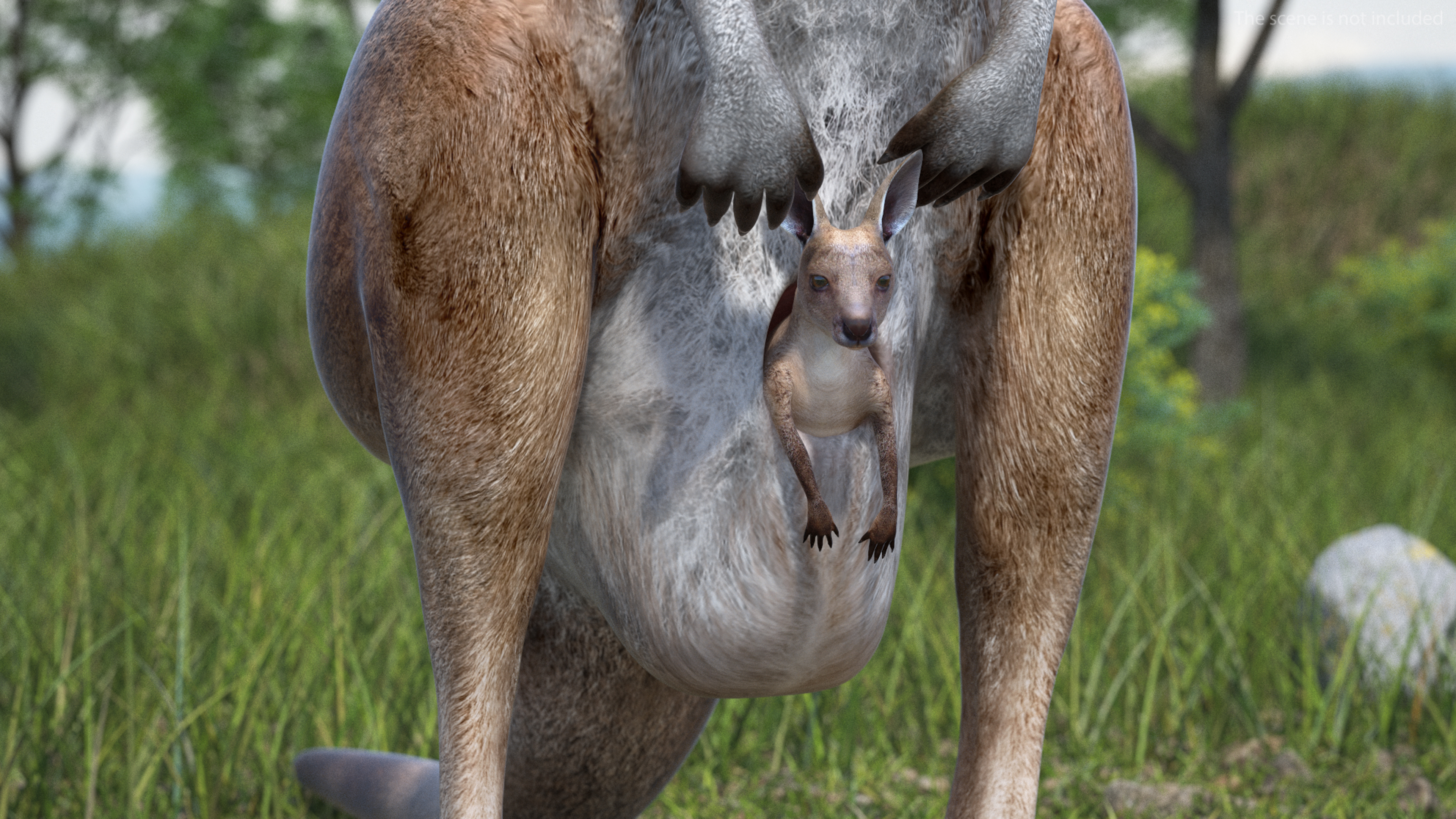 Female Kangaroo Rigged 3D