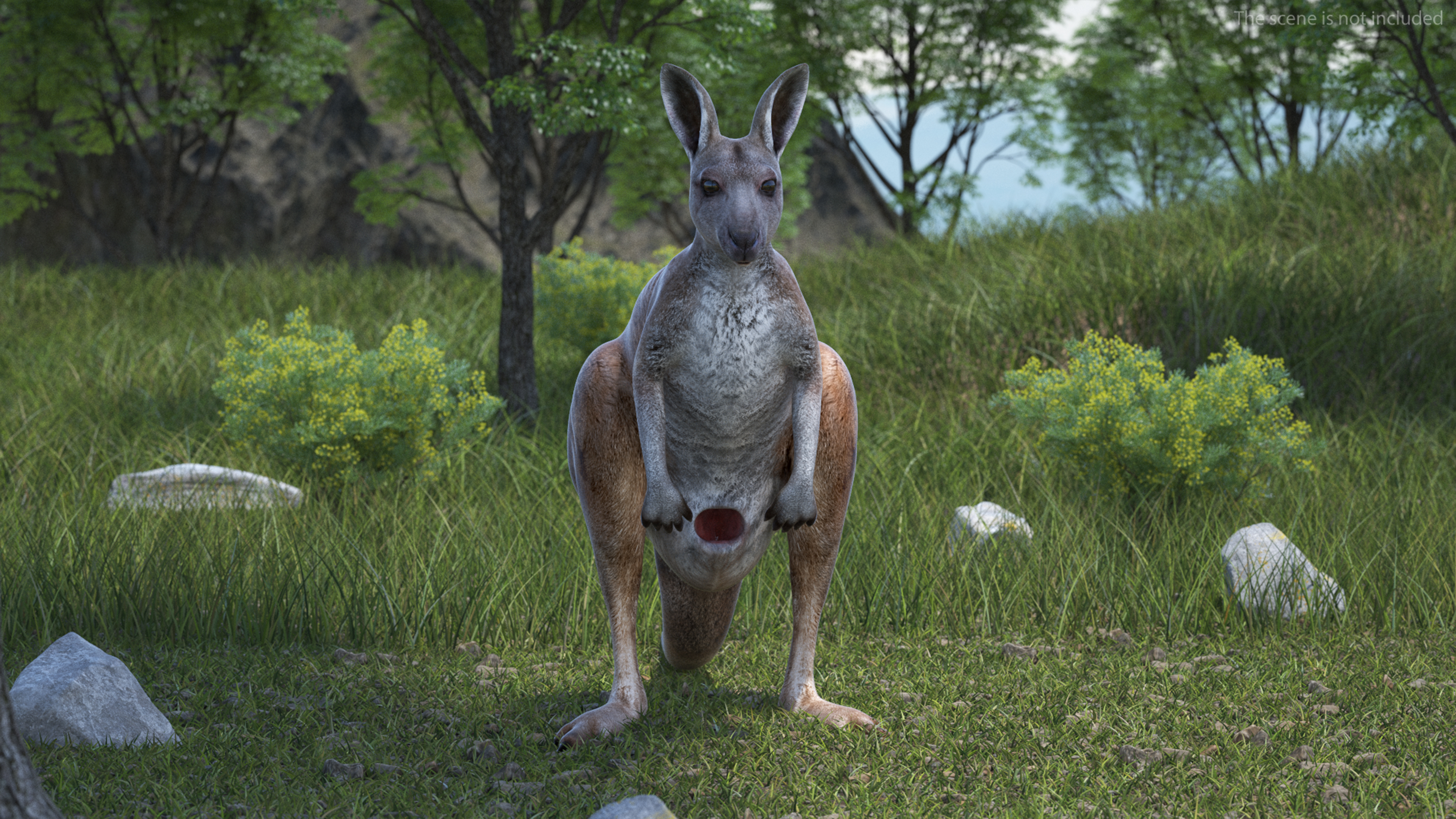 Female Kangaroo Rigged 3D