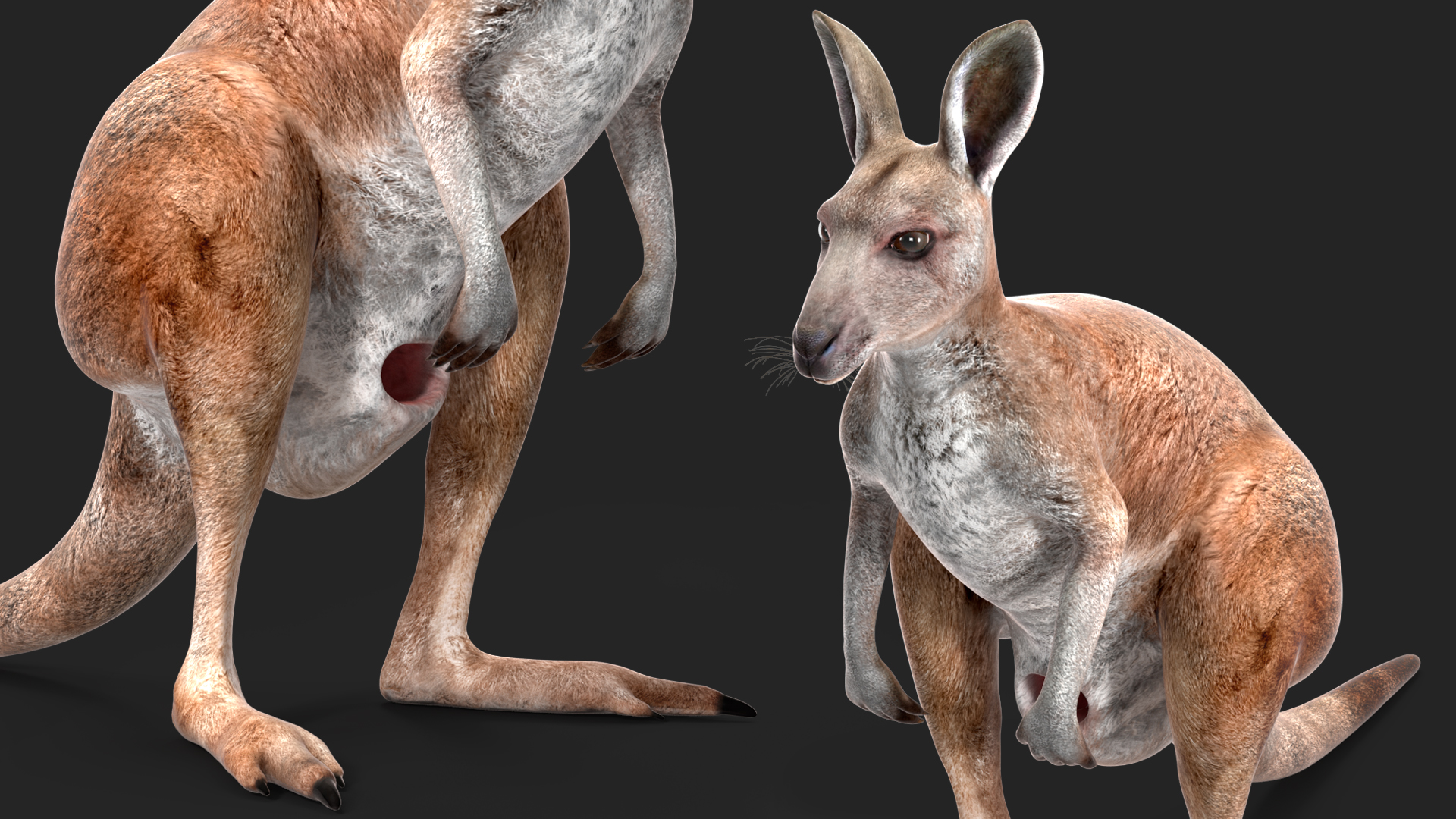Female Kangaroo Rigged 3D