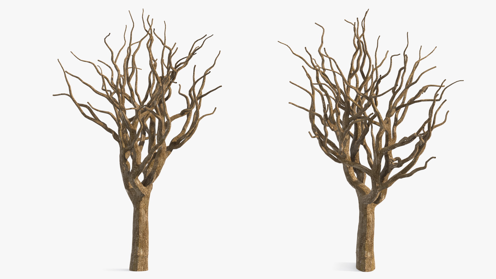 3D model Pistachio Tree Trunk