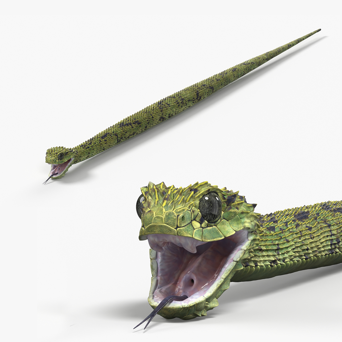 Atheris Hispida Snake