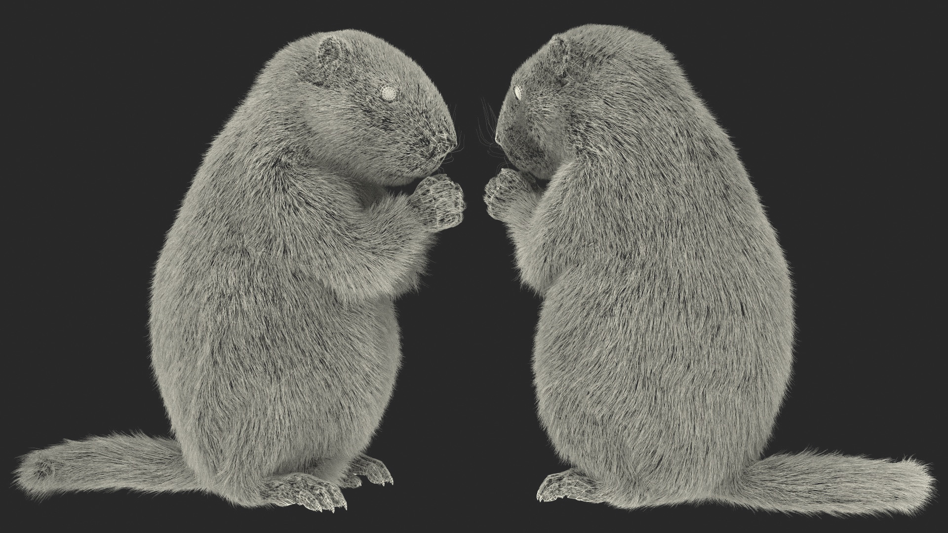 Alpine Marmot Eating Pose Fur 3D model