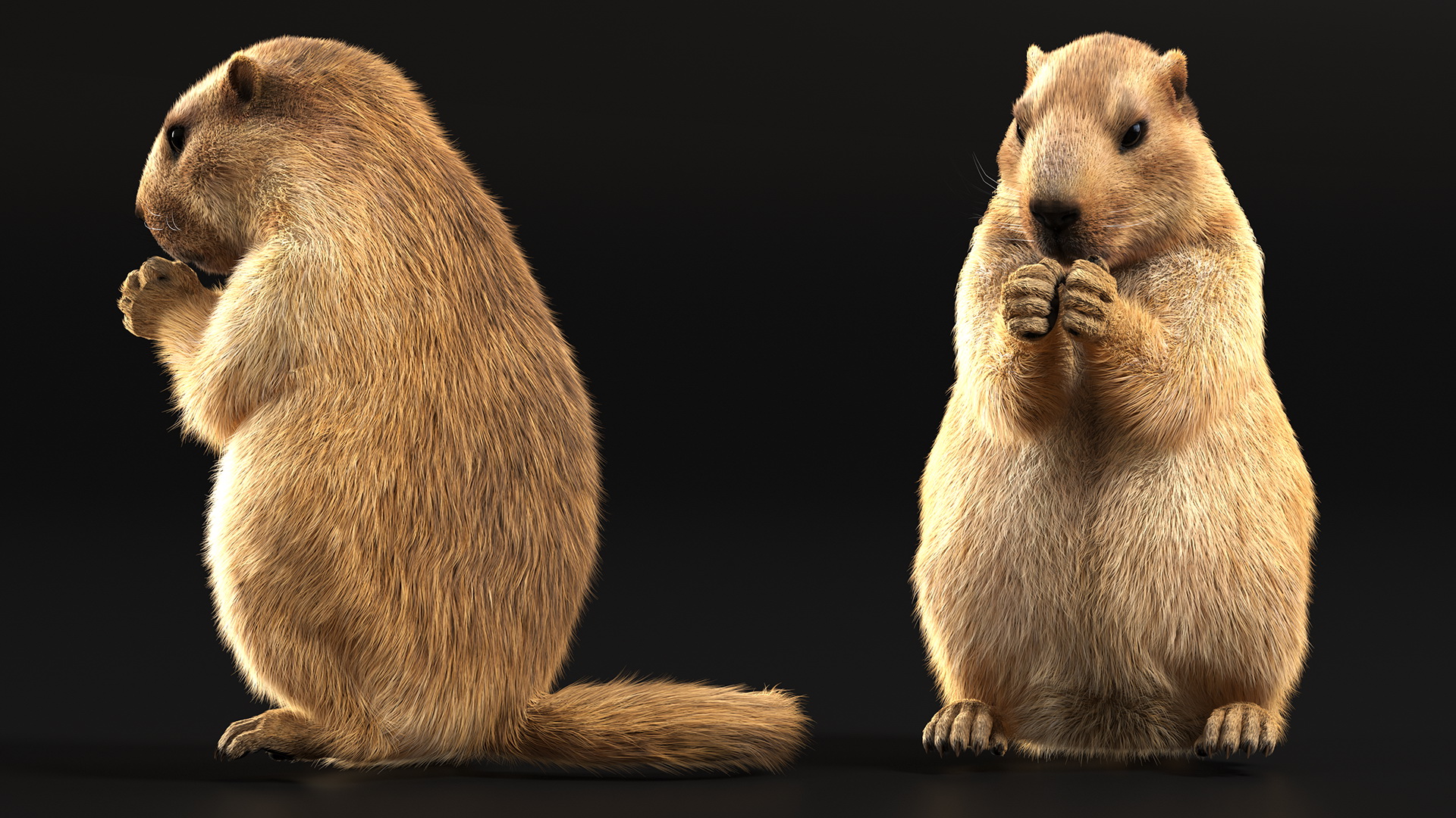Alpine Marmot Eating Pose Fur 3D model