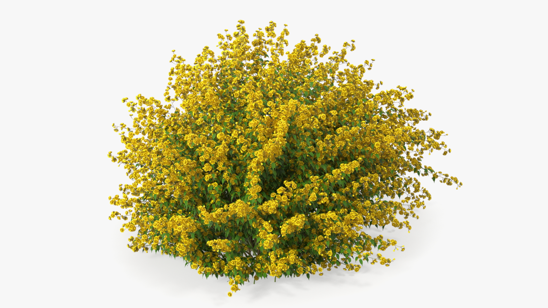 Kerria Japonica Pleniflora Plant 3D
