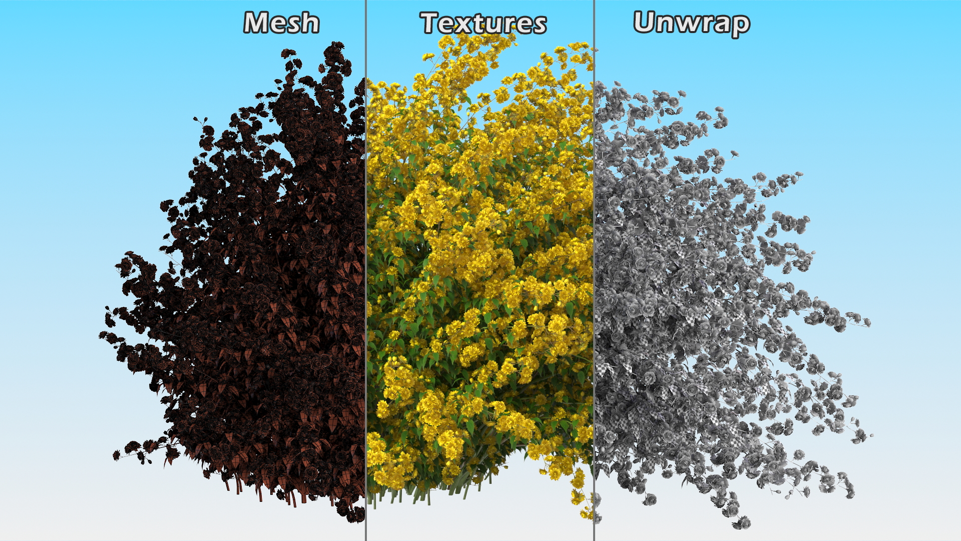 Kerria Japonica Pleniflora Plant 3D