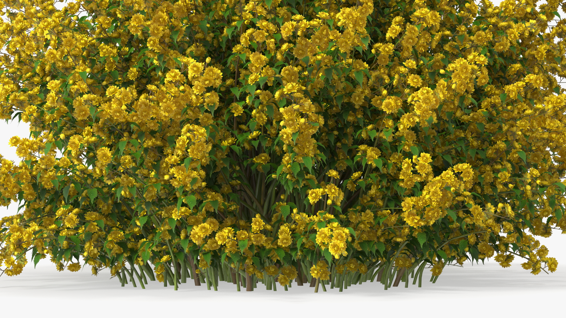 Kerria Japonica Pleniflora Plant 3D