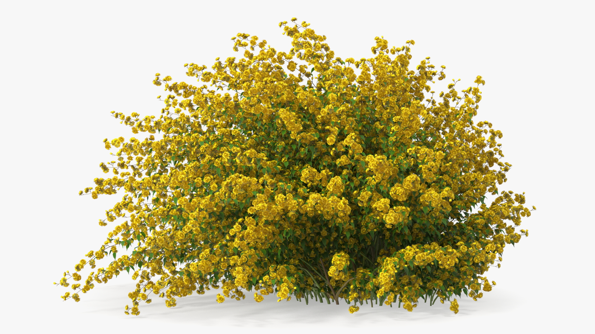 Kerria Japonica Pleniflora Plant 3D