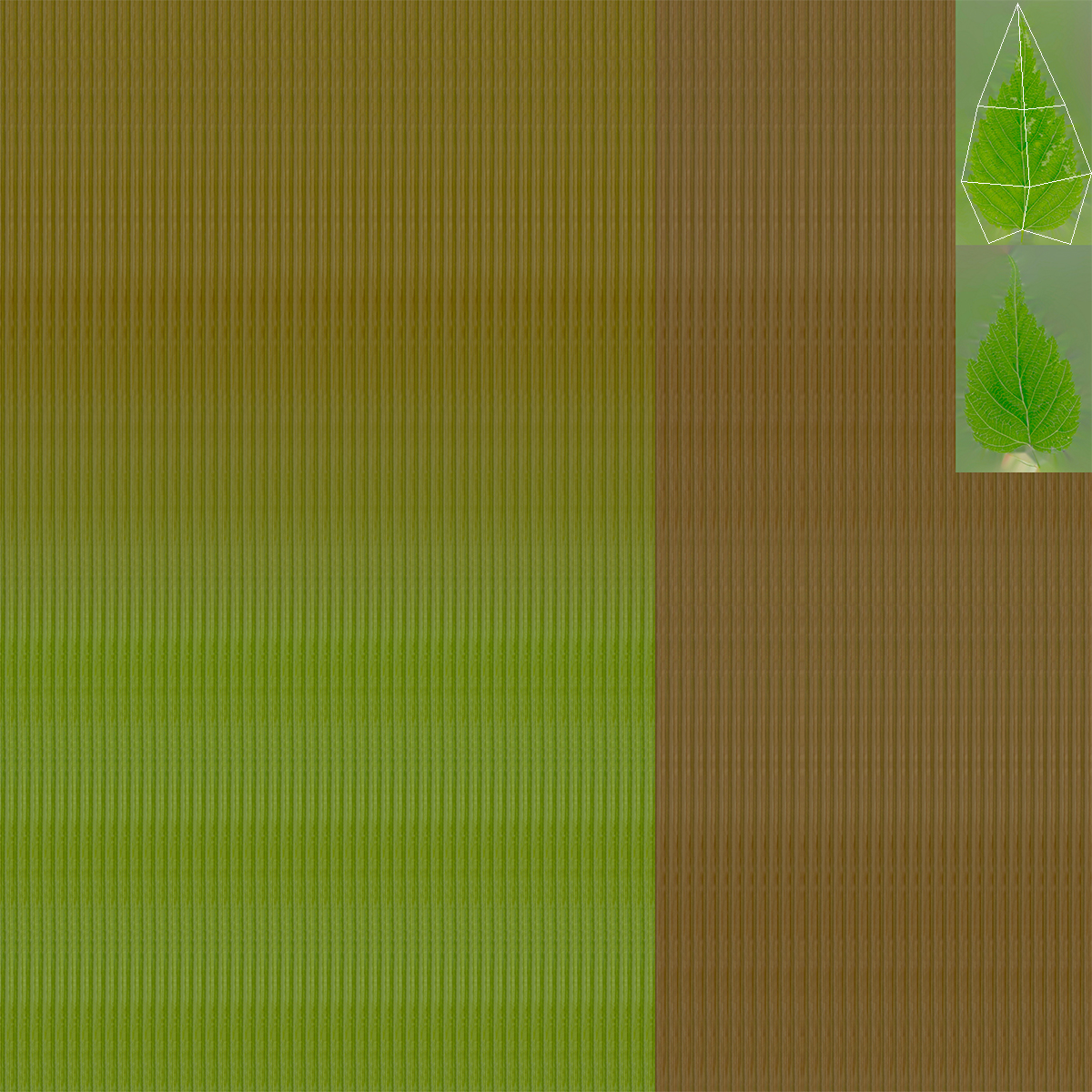 Kerria Japonica Pleniflora Plant 3D