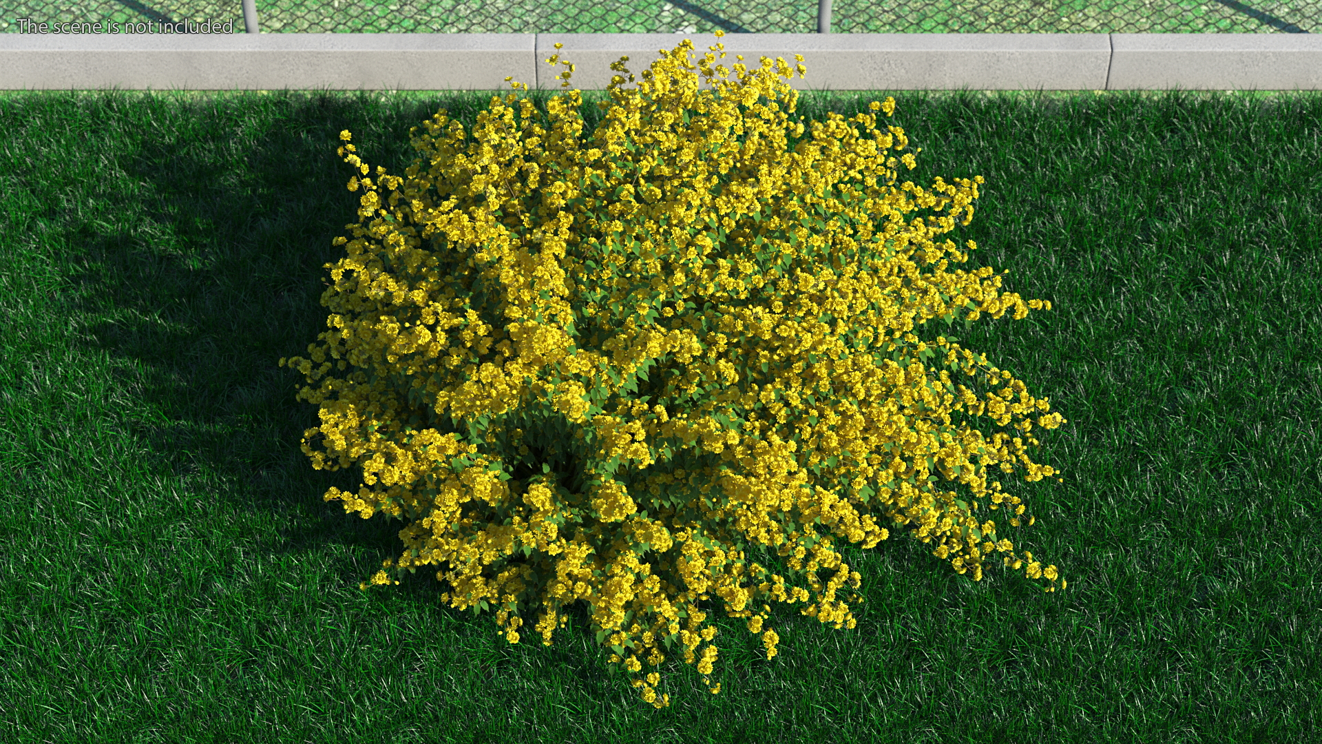 Kerria Japonica Pleniflora Plant 3D