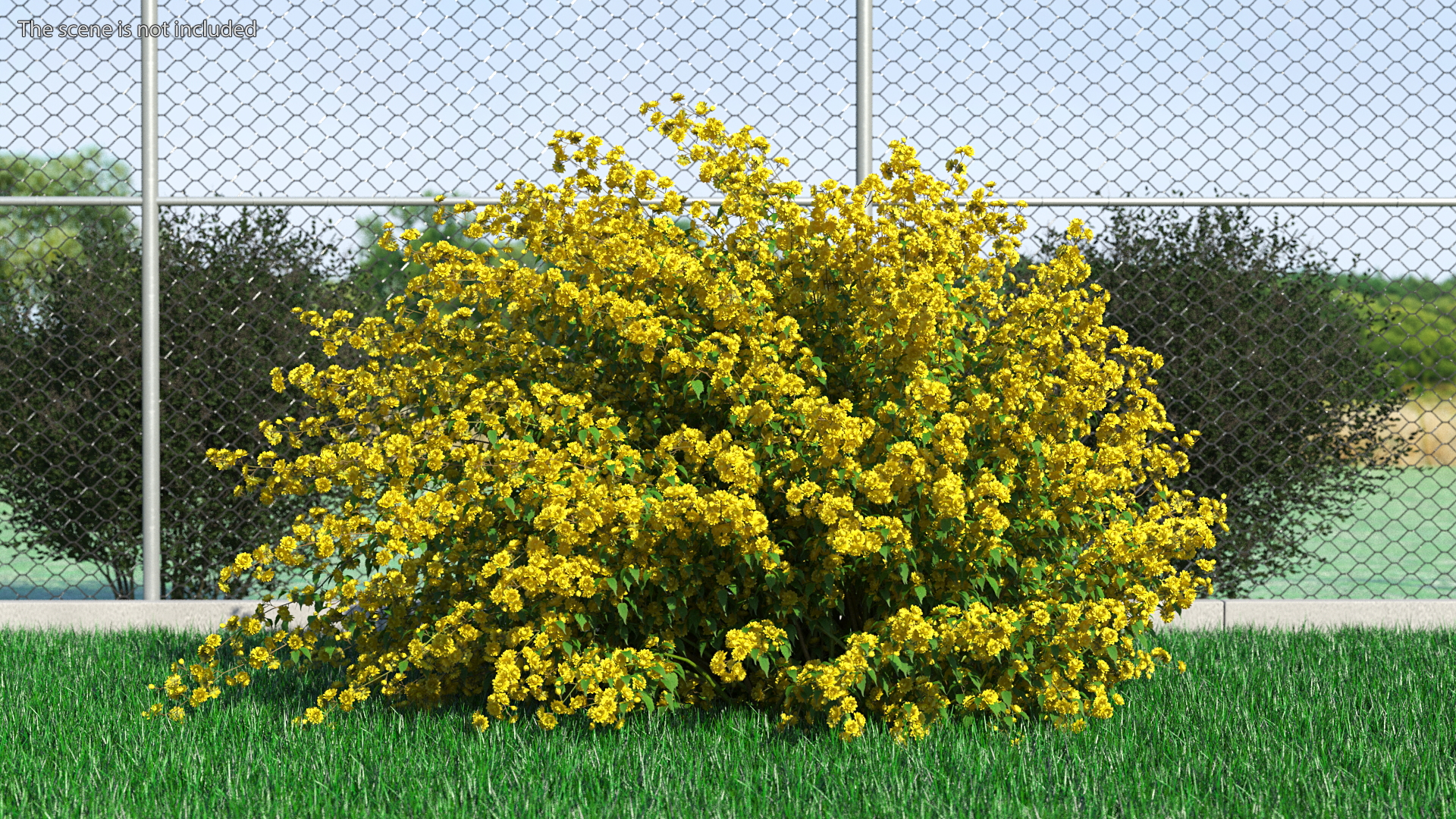 Kerria Japonica Pleniflora Plant 3D