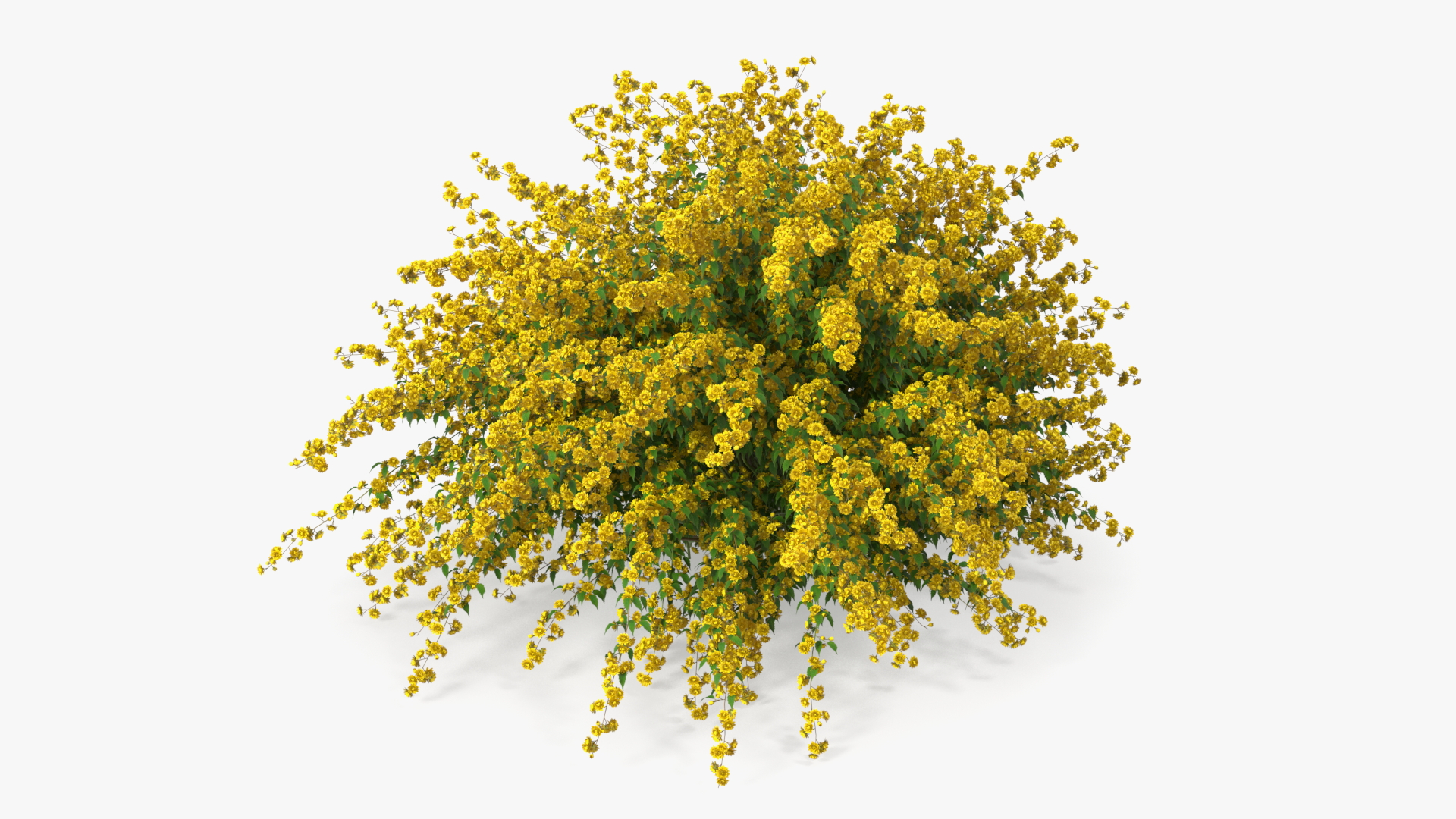 Kerria Japonica Pleniflora Plant 3D
