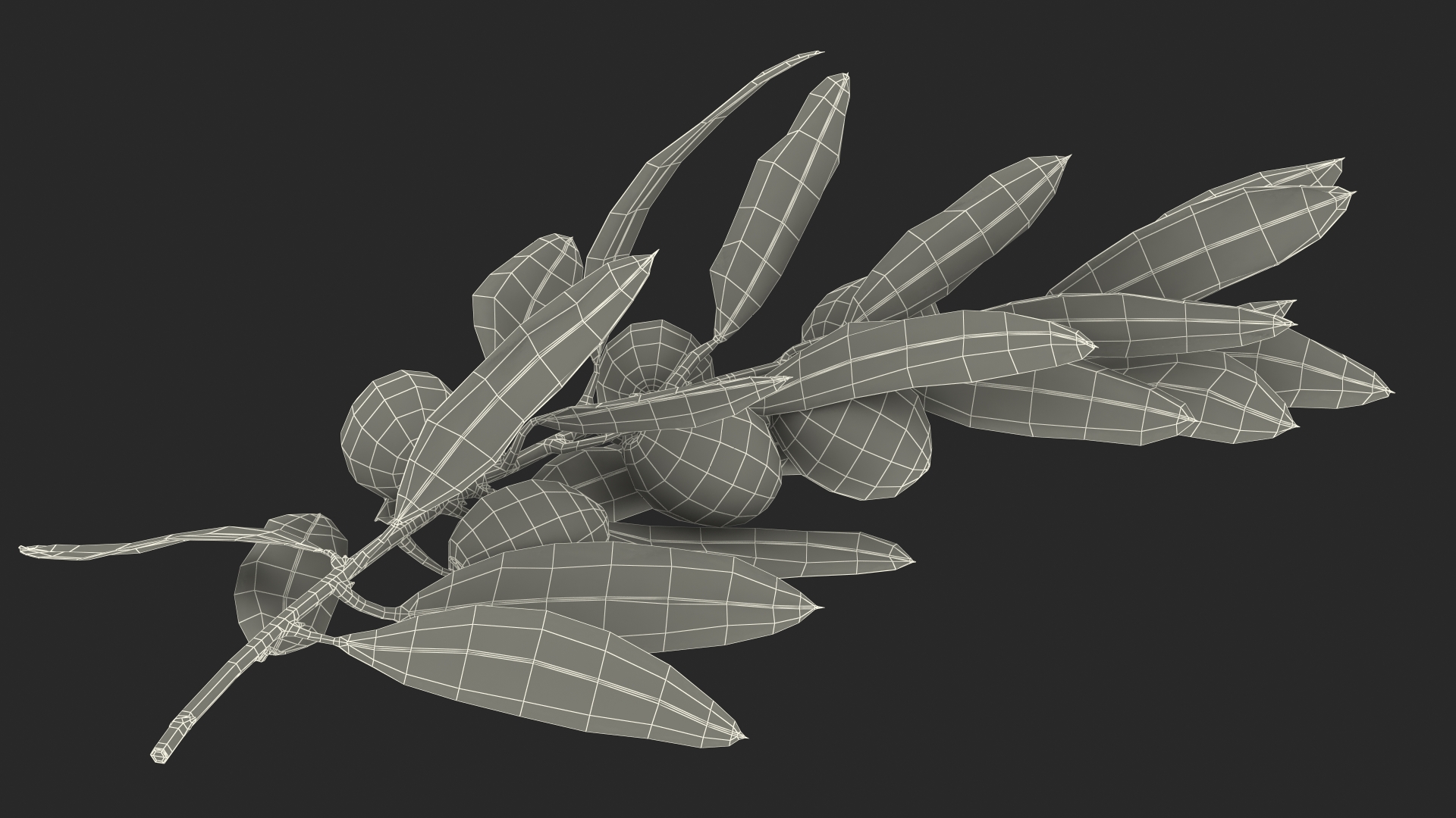 3D Olive Branch with Black Olives Lying