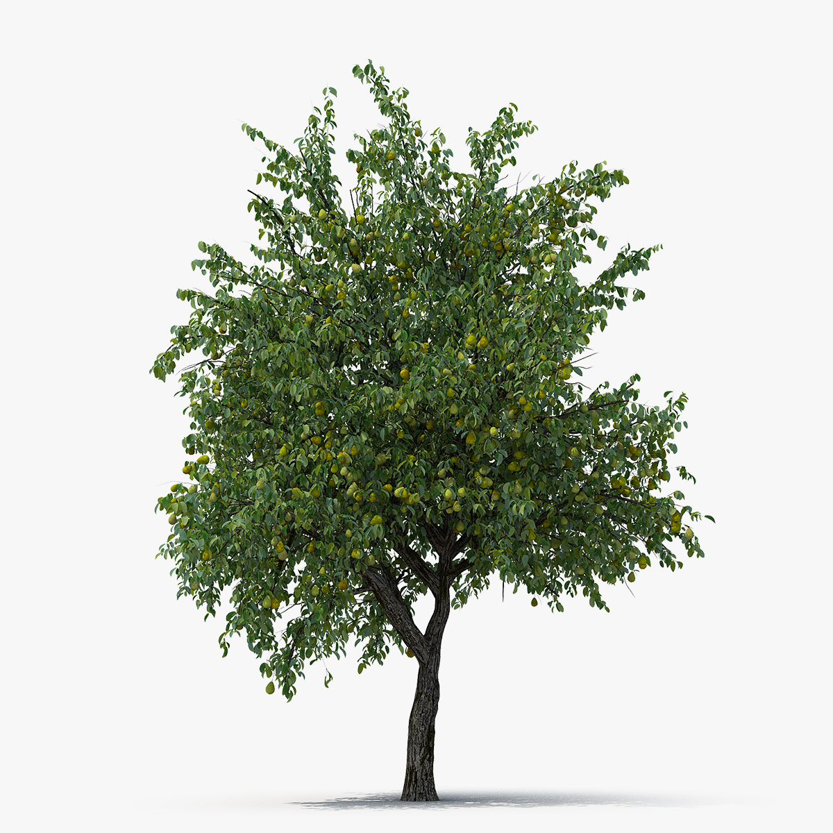 Pear Tree with Pears