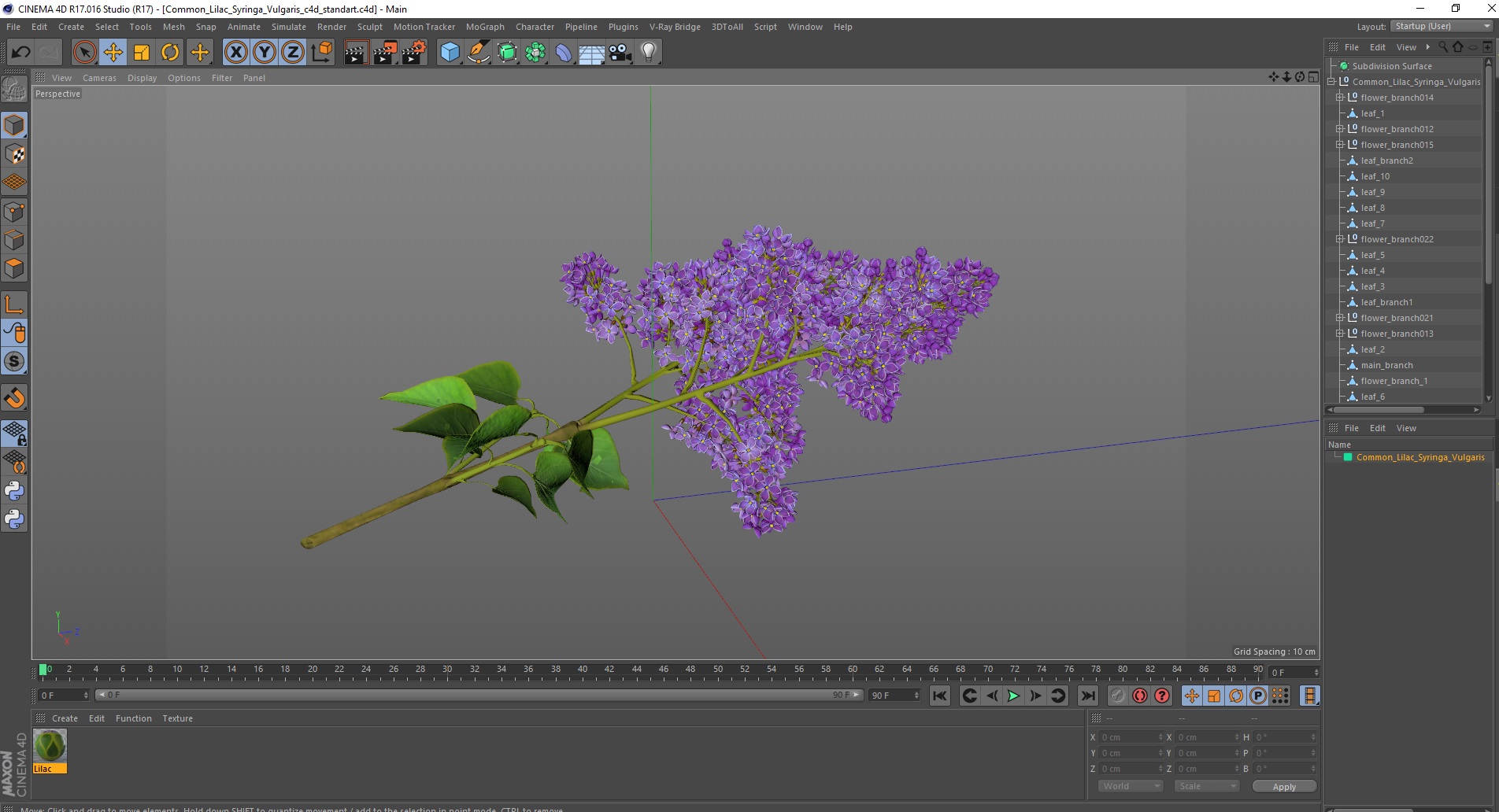 Common Lilac Syringa Vulgaris 3D model