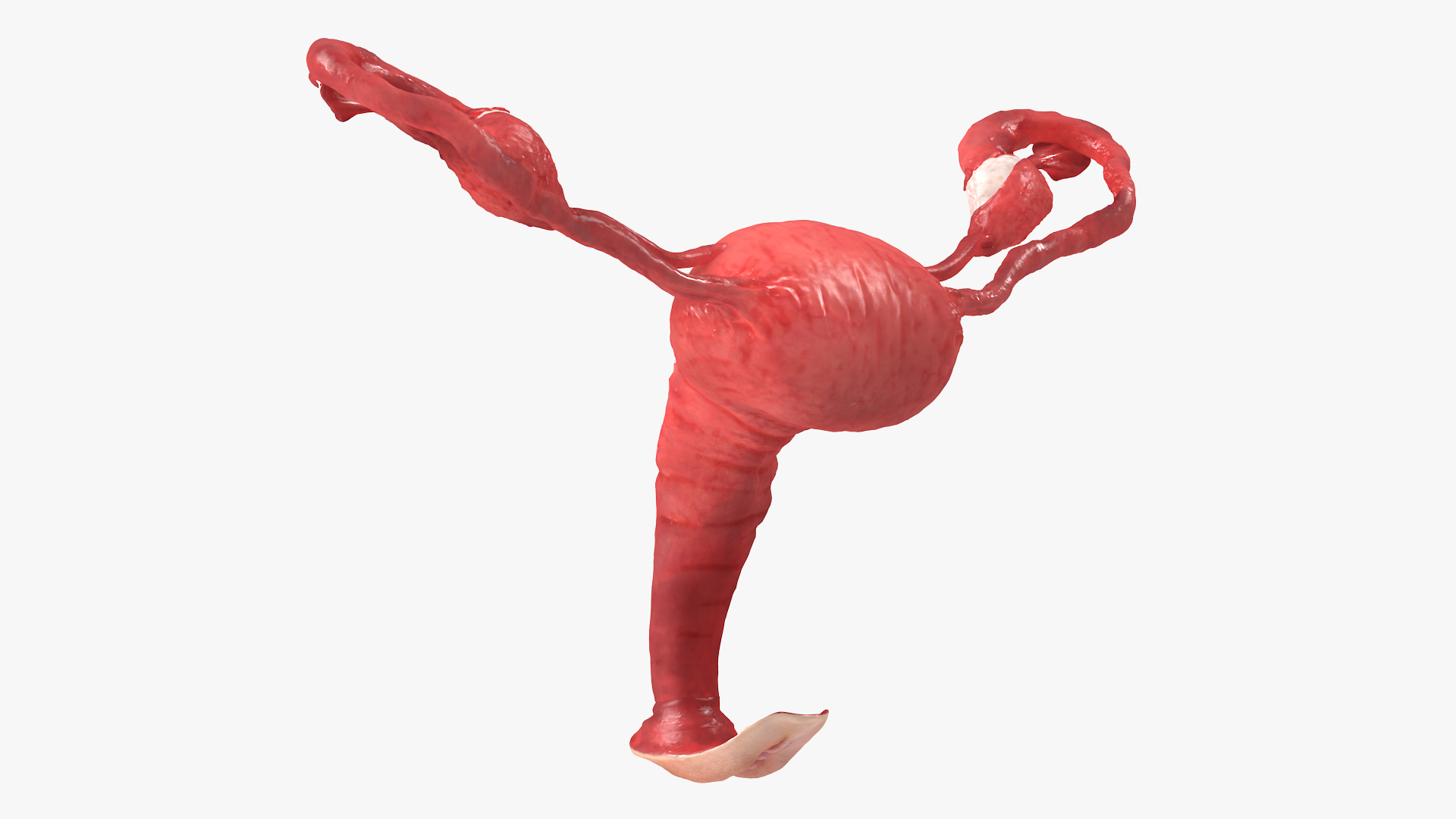 Uterus Anatomy 3D model