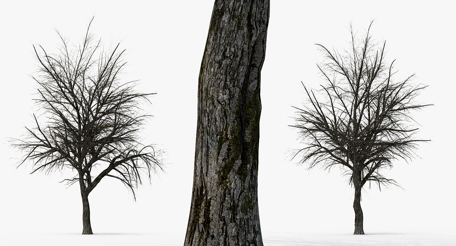 3D Winter Pear Tree