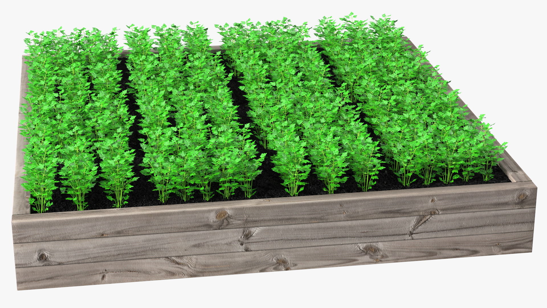 Young Parsley Grows in Rows 3D