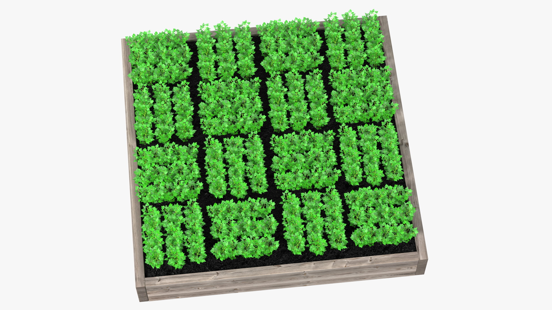 Young Parsley Grows in Rows 3D