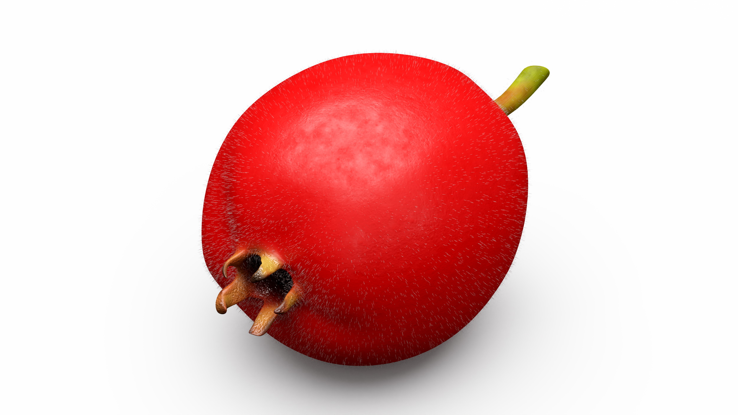 3D Hawthorn Berry Fur model
