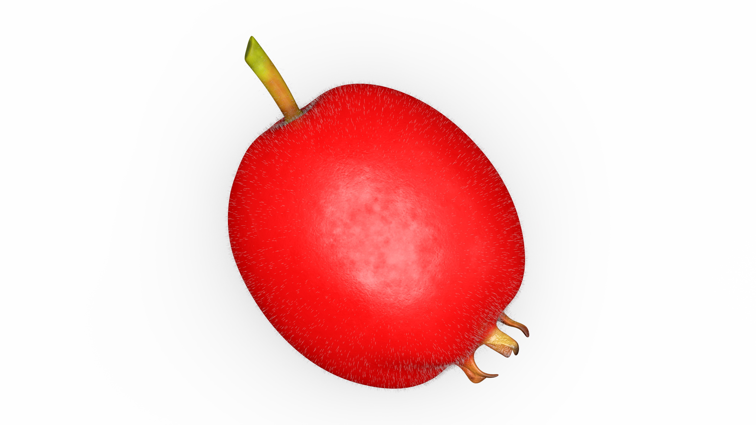 3D Hawthorn Berry Fur model