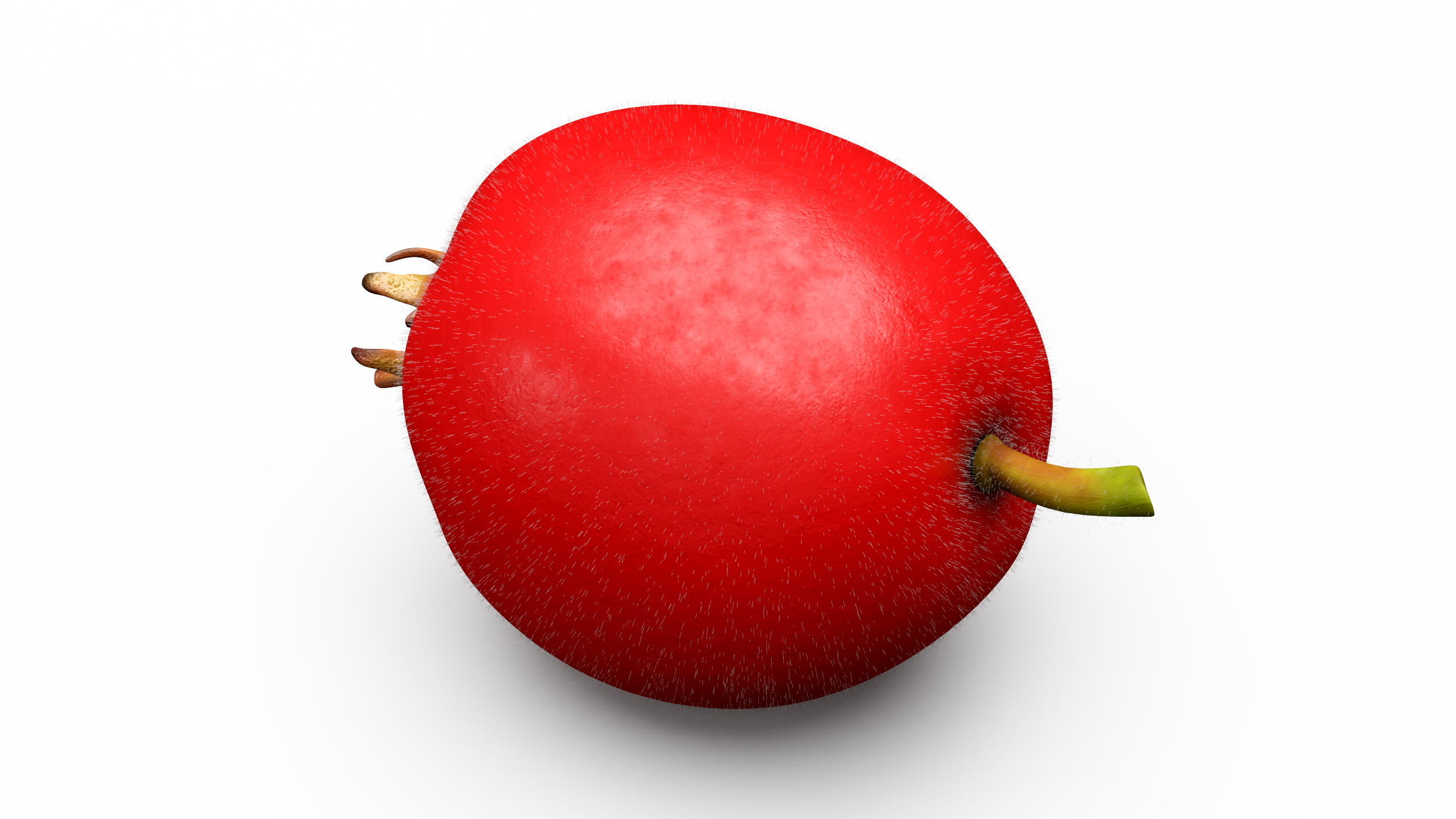 3D Hawthorn Berry Fur model