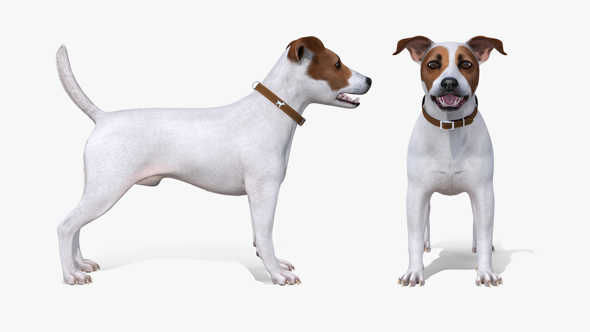 3D model White Jack Russell Terrier Fur