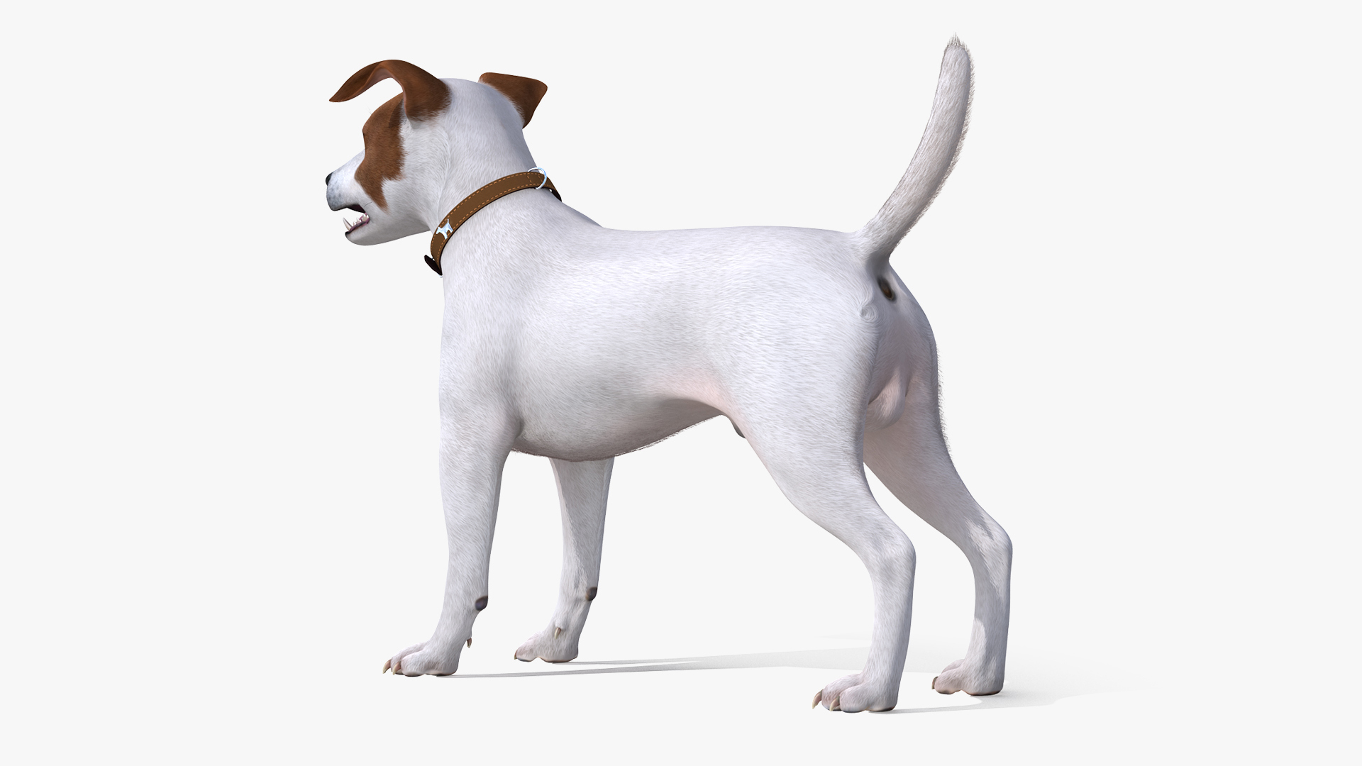 3D model White Jack Russell Terrier Fur