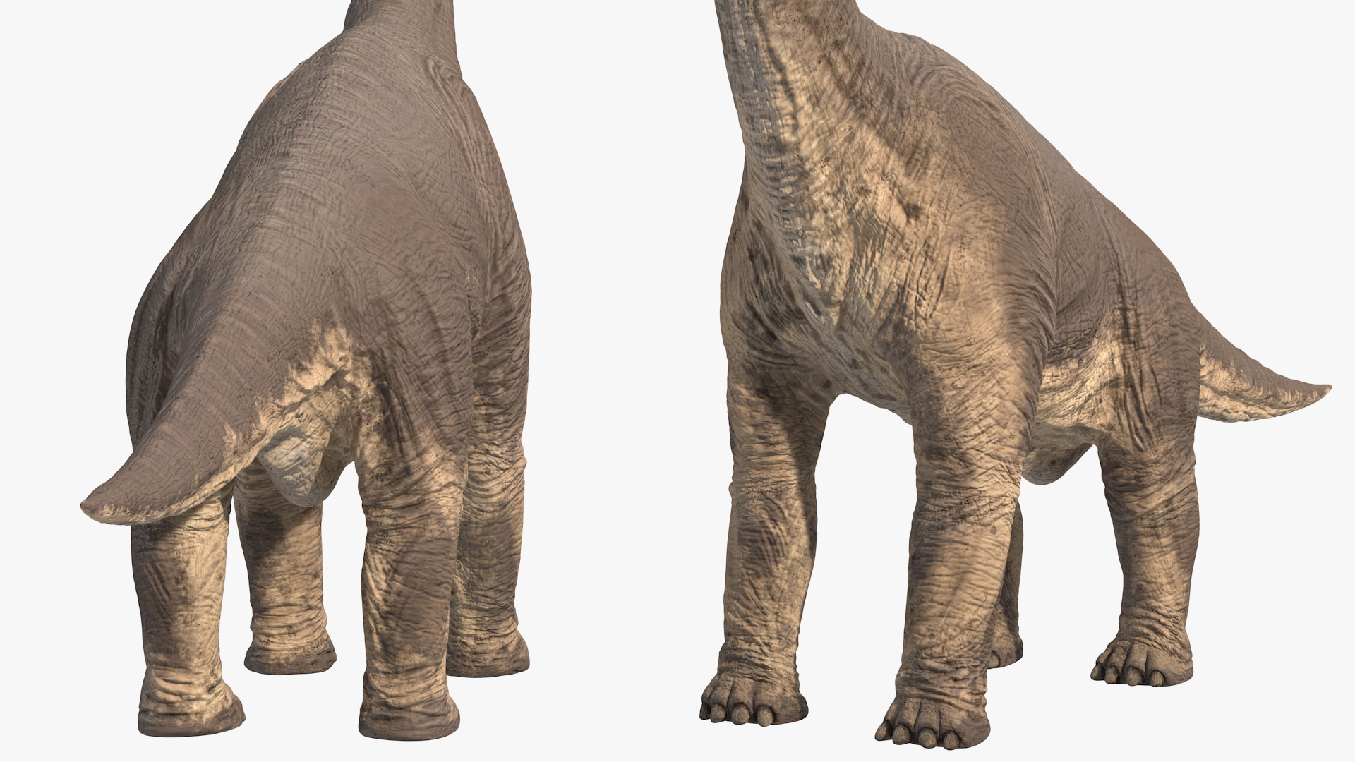 3D Brachiosaurus Altithorax Rigged