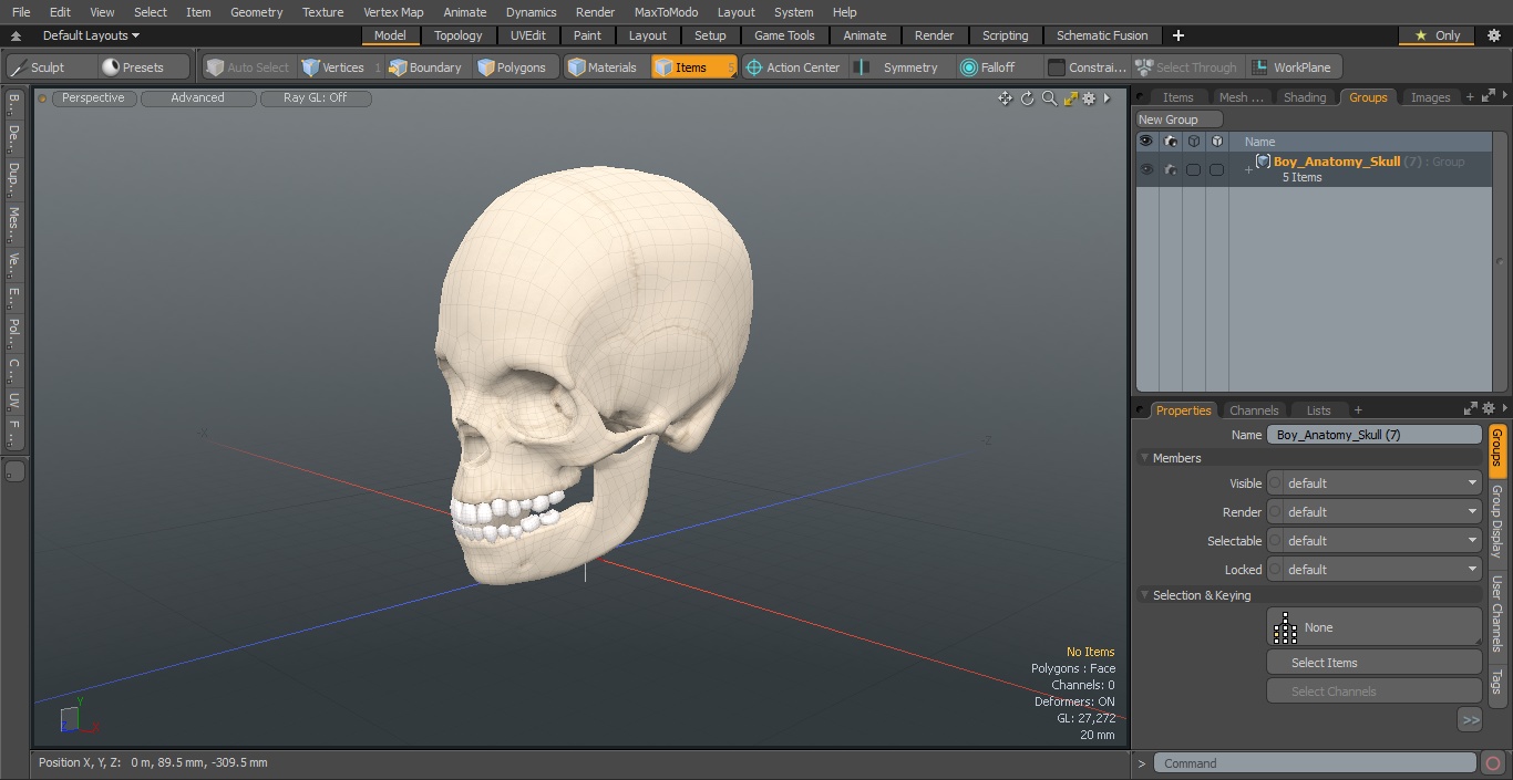 Boy Anatomy Skull 3D