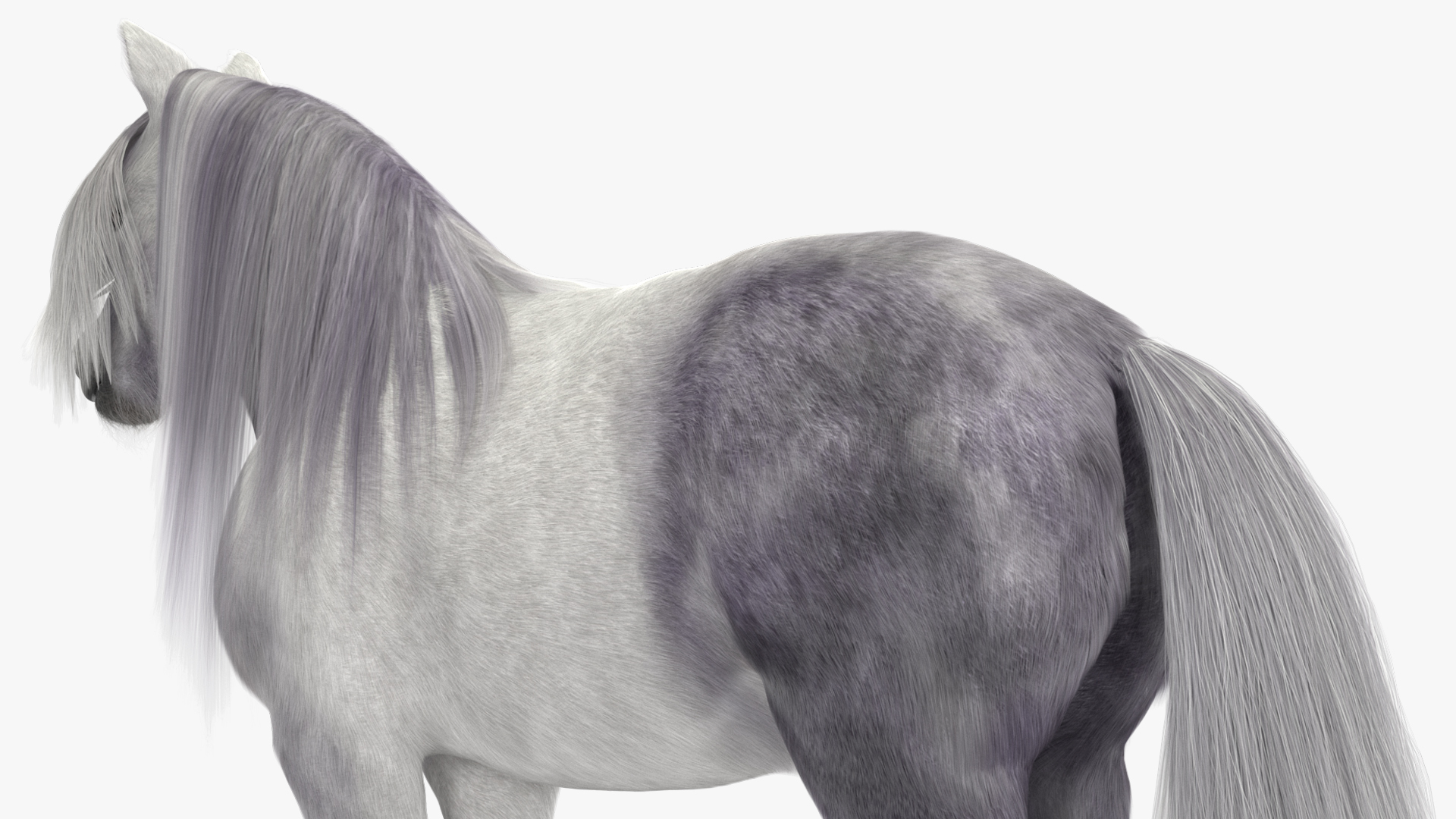 White Pony with Long Mane Fur 3D model