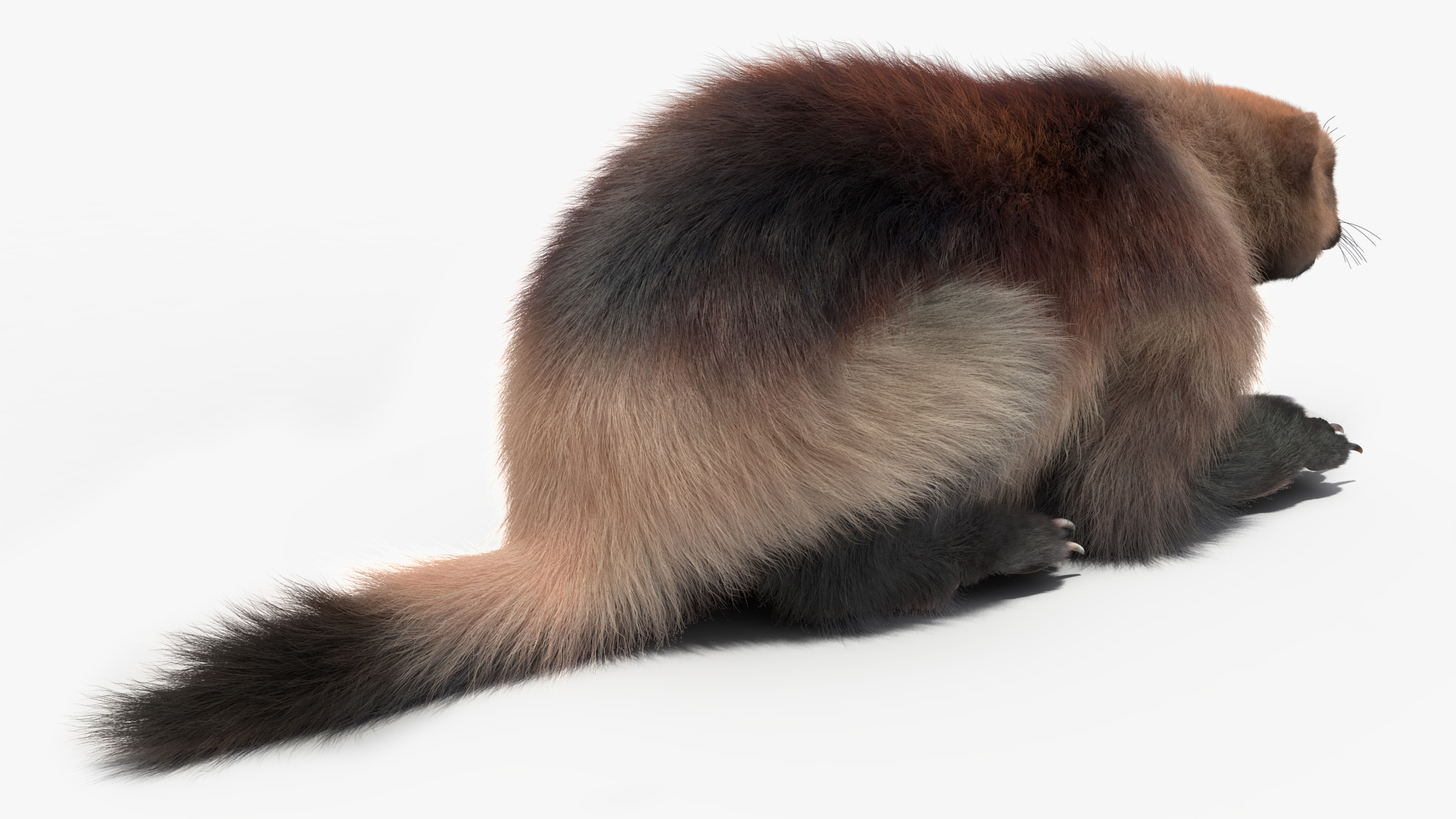 Wolverine Light Color Fur Rigged 3D
