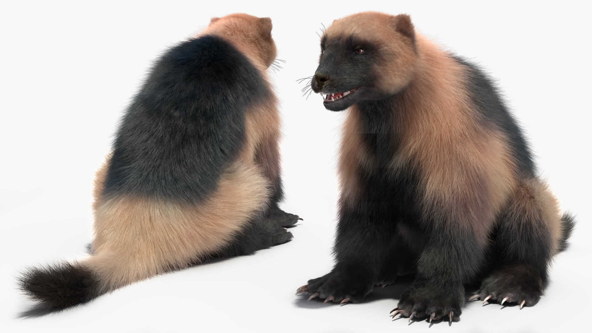 Wolverine Light Color Fur Rigged 3D