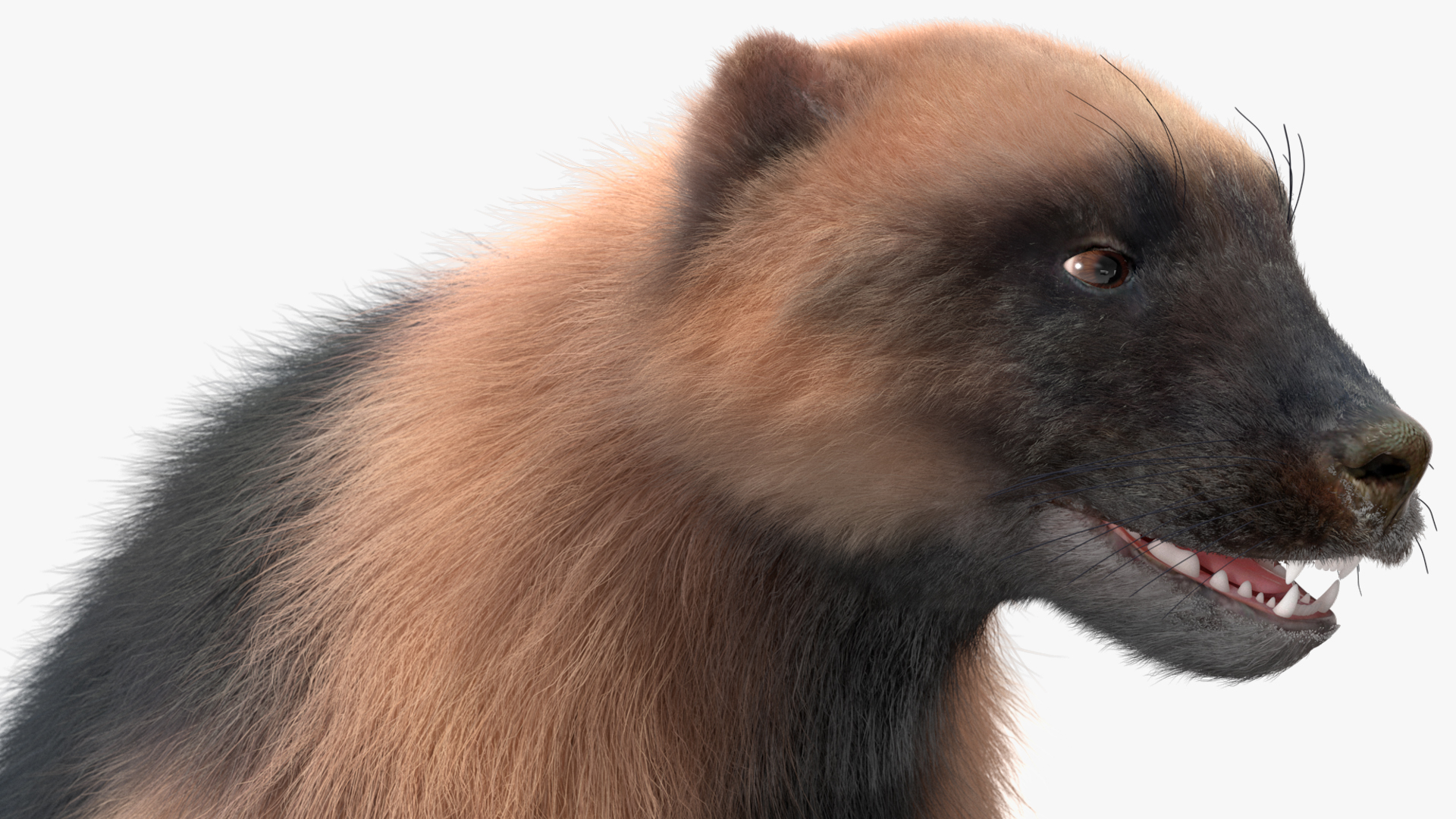 Wolverine Light Color Fur Rigged 3D