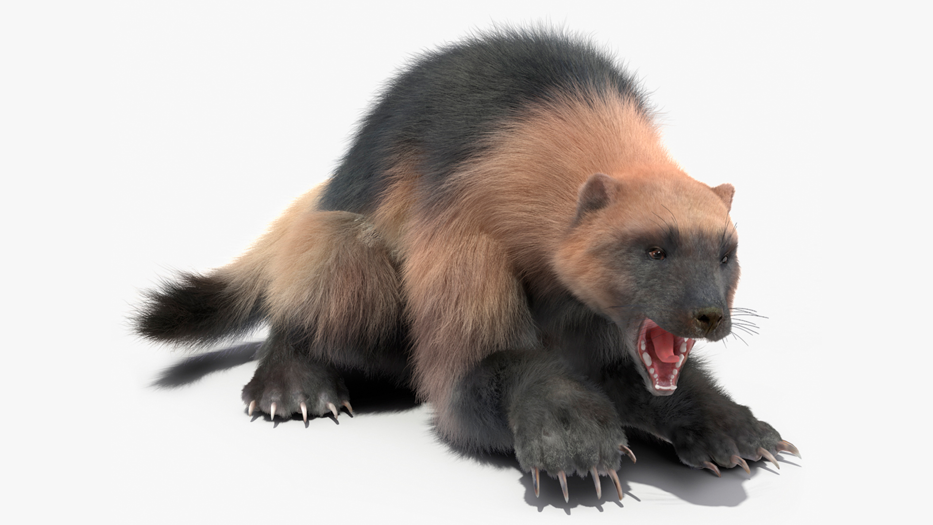 Wolverine Light Color Fur Rigged 3D