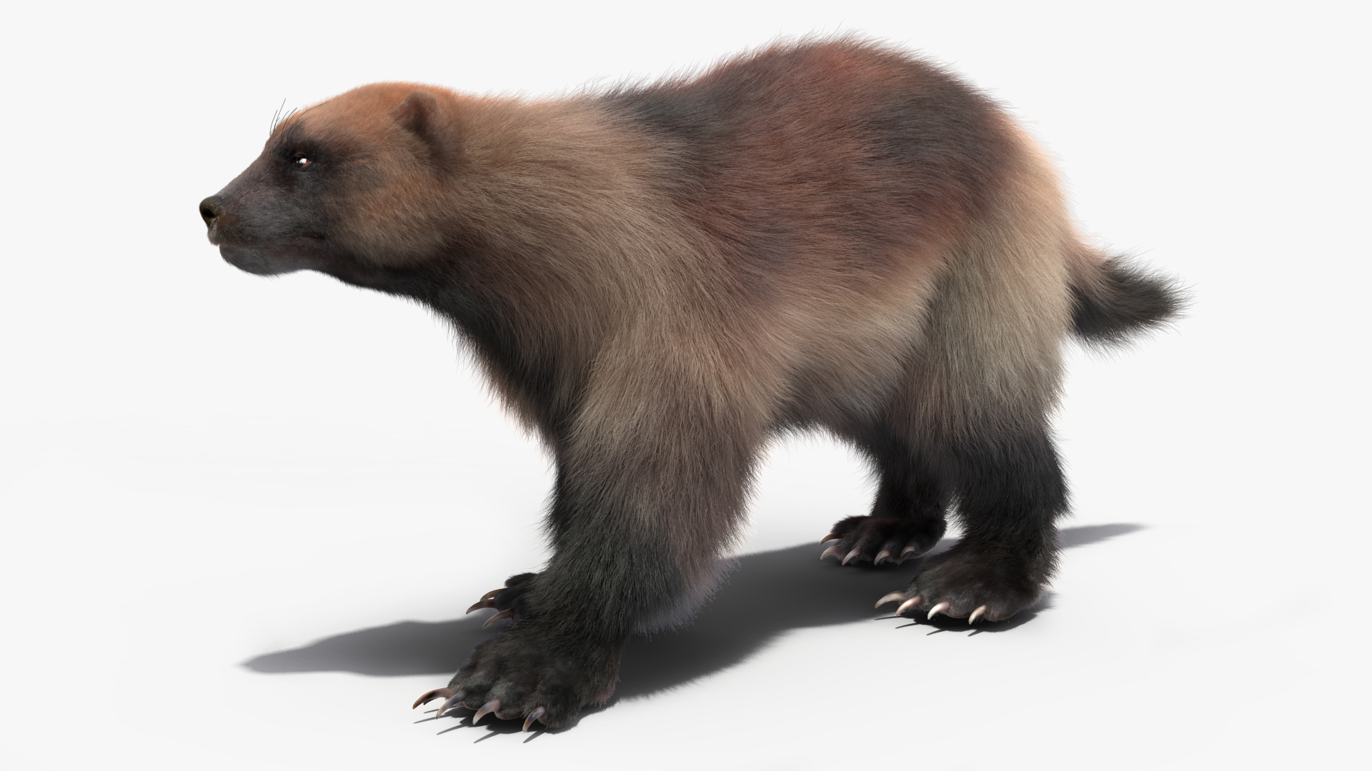Wolverine Light Color Fur Rigged 3D