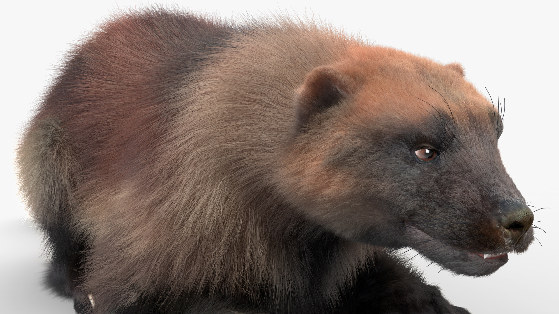 Wolverine Light Color Fur Rigged 3D