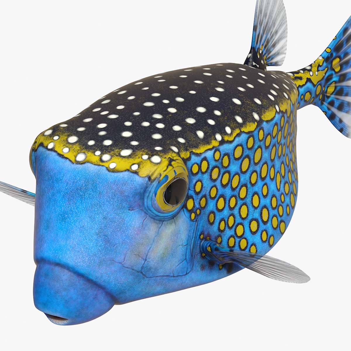 3D model Ostracion Meleagris Fish Blue Rigged for Cinema 4D