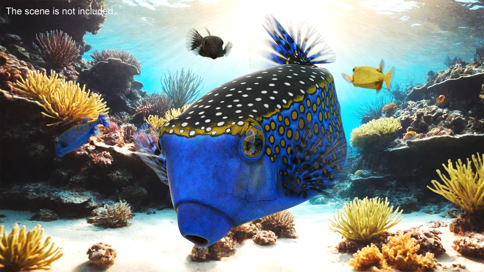 3D model Ostracion Meleagris Fish Blue Rigged for Cinema 4D