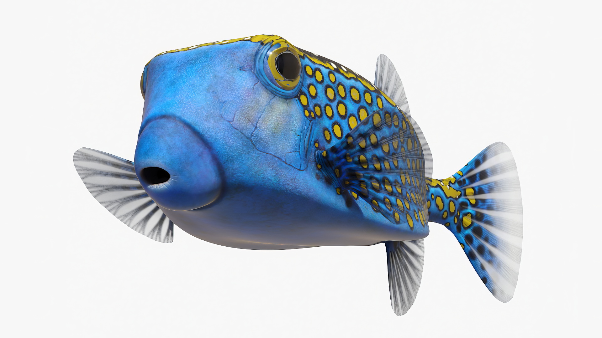 3D model Ostracion Meleagris Fish Blue Rigged for Cinema 4D
