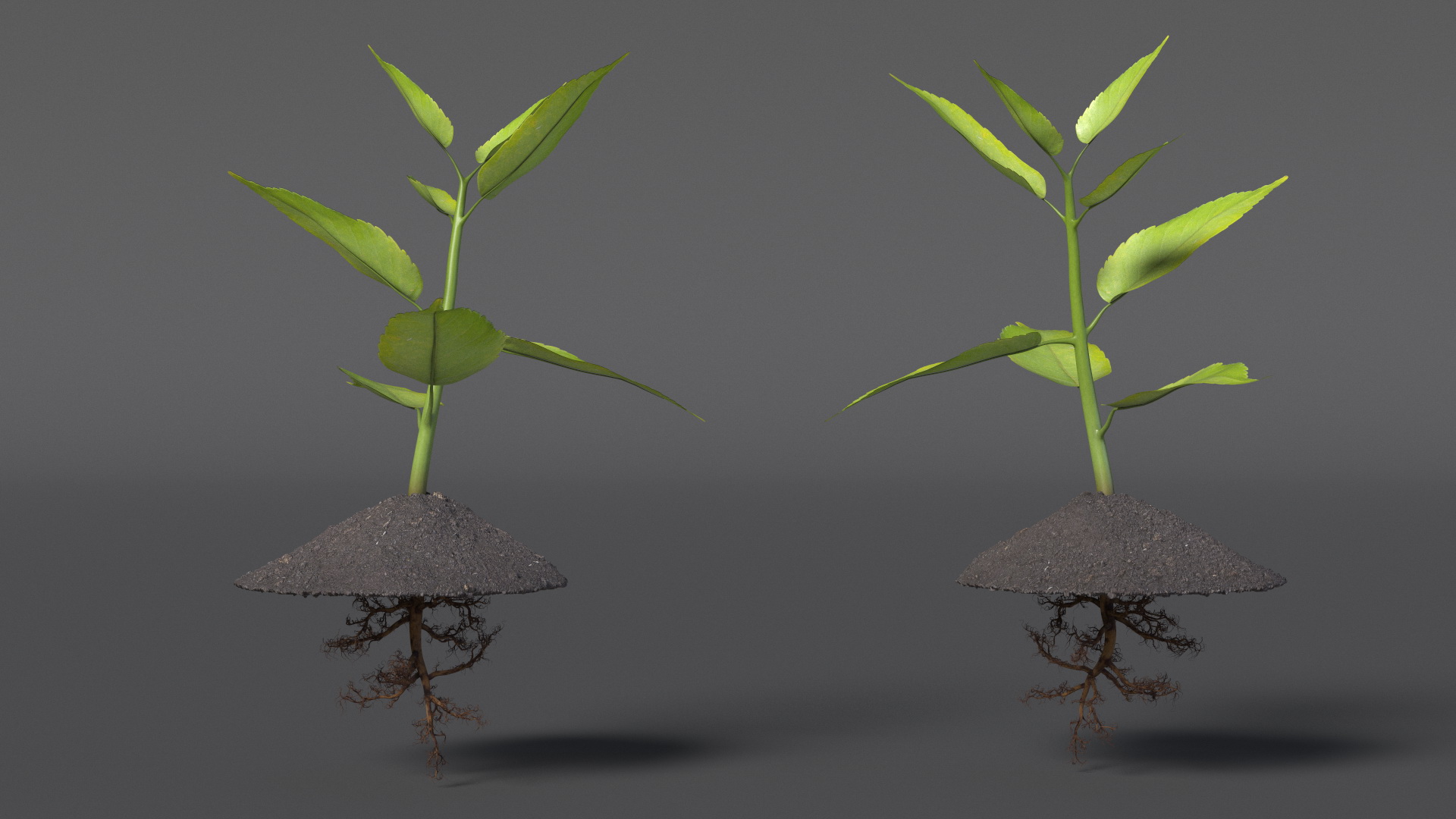 Young Plant with Roots 3D
