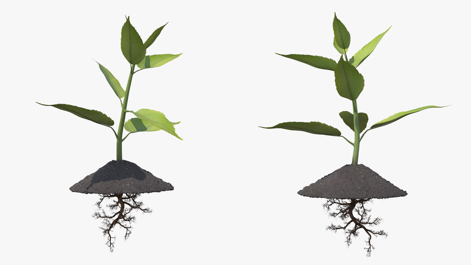 Young Plant with Roots 3D